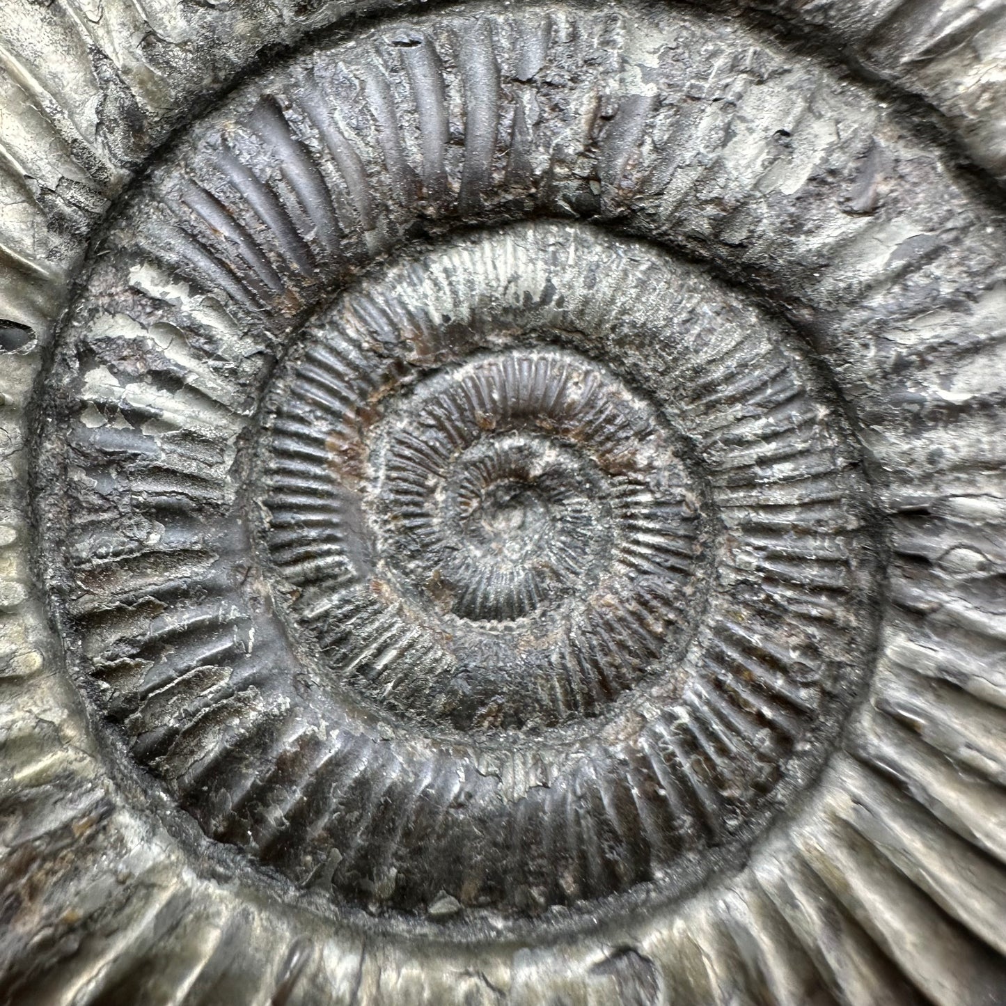 Golden Dactylioceras Ammonite Fossil With box and Stand - Whitby, North Yorkshire Jurassic Coast Yorkshire Fossils