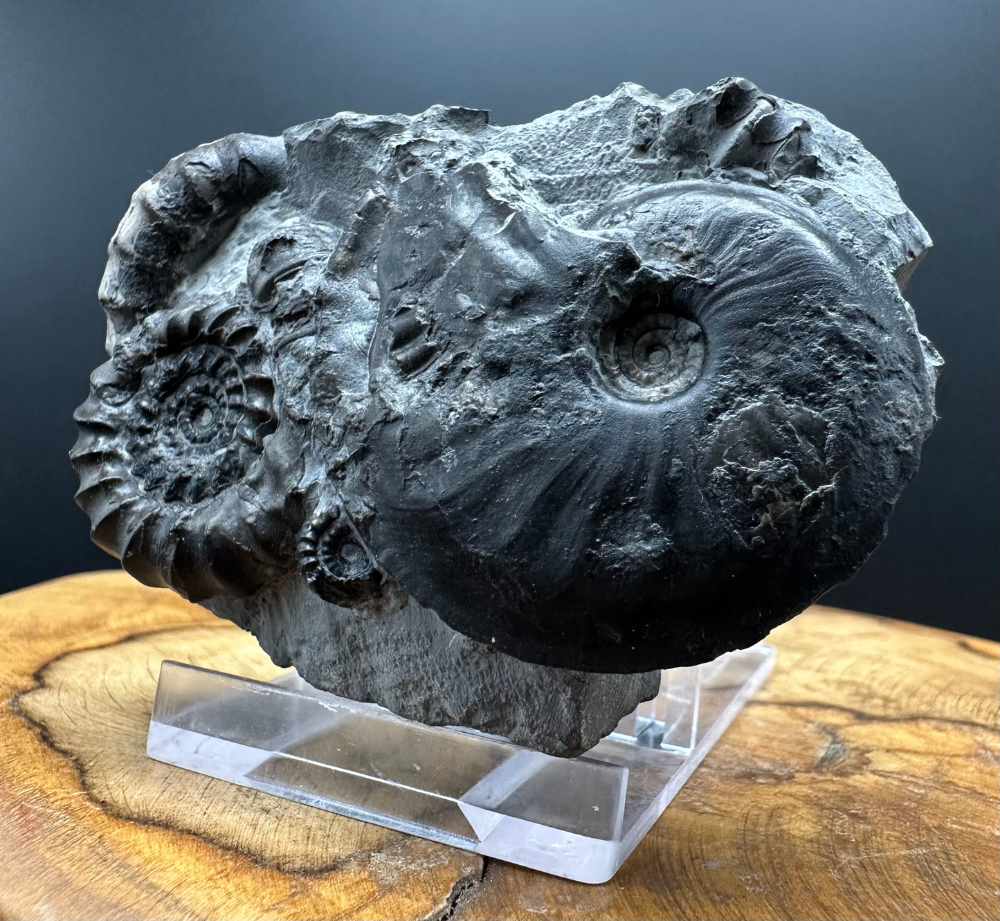 Gagaticeras / Oxynoticeras Ammonite fossil with box and stand - Whitby, North Yorkshire Jurassic Coast Yorkshire Fossils