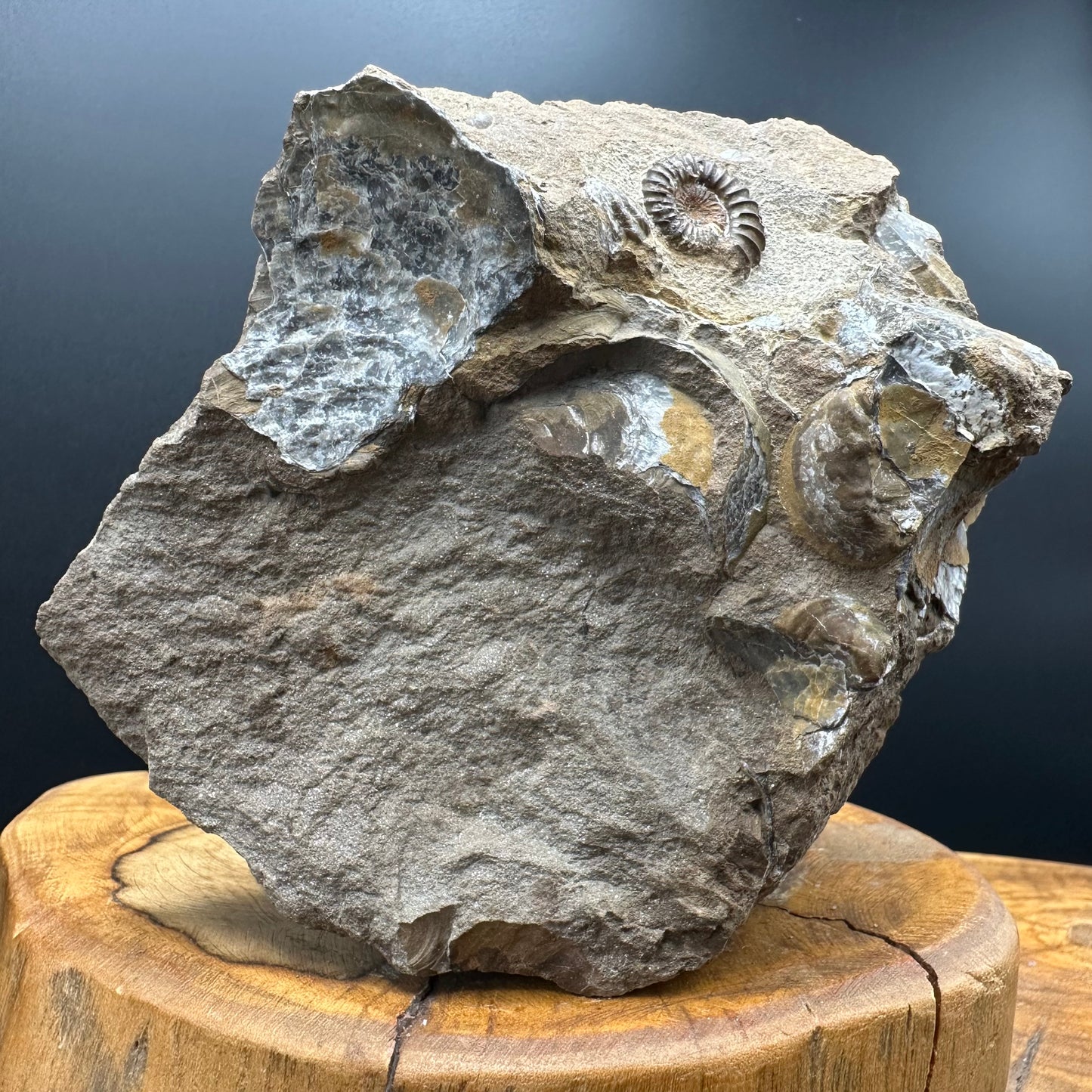 Androgynoceras capricornus Ammonite Fossil With Stand - Whitby, North Yorkshire Jurassic Coast Yorkshire Fossils