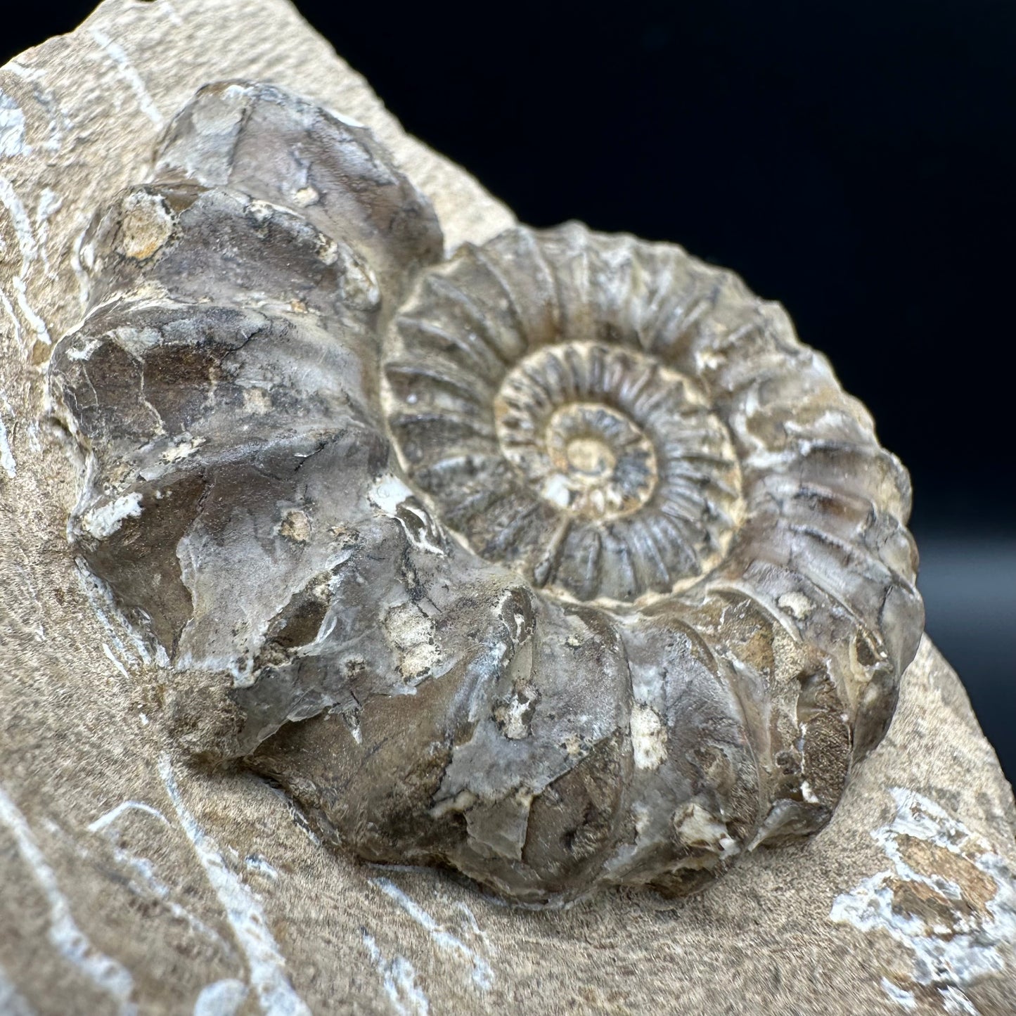 Androgynoceras capricornus Ammonite fossil with box and stand - Whitby, North Yorkshire Jurassic Coast Yorkshire Fossils