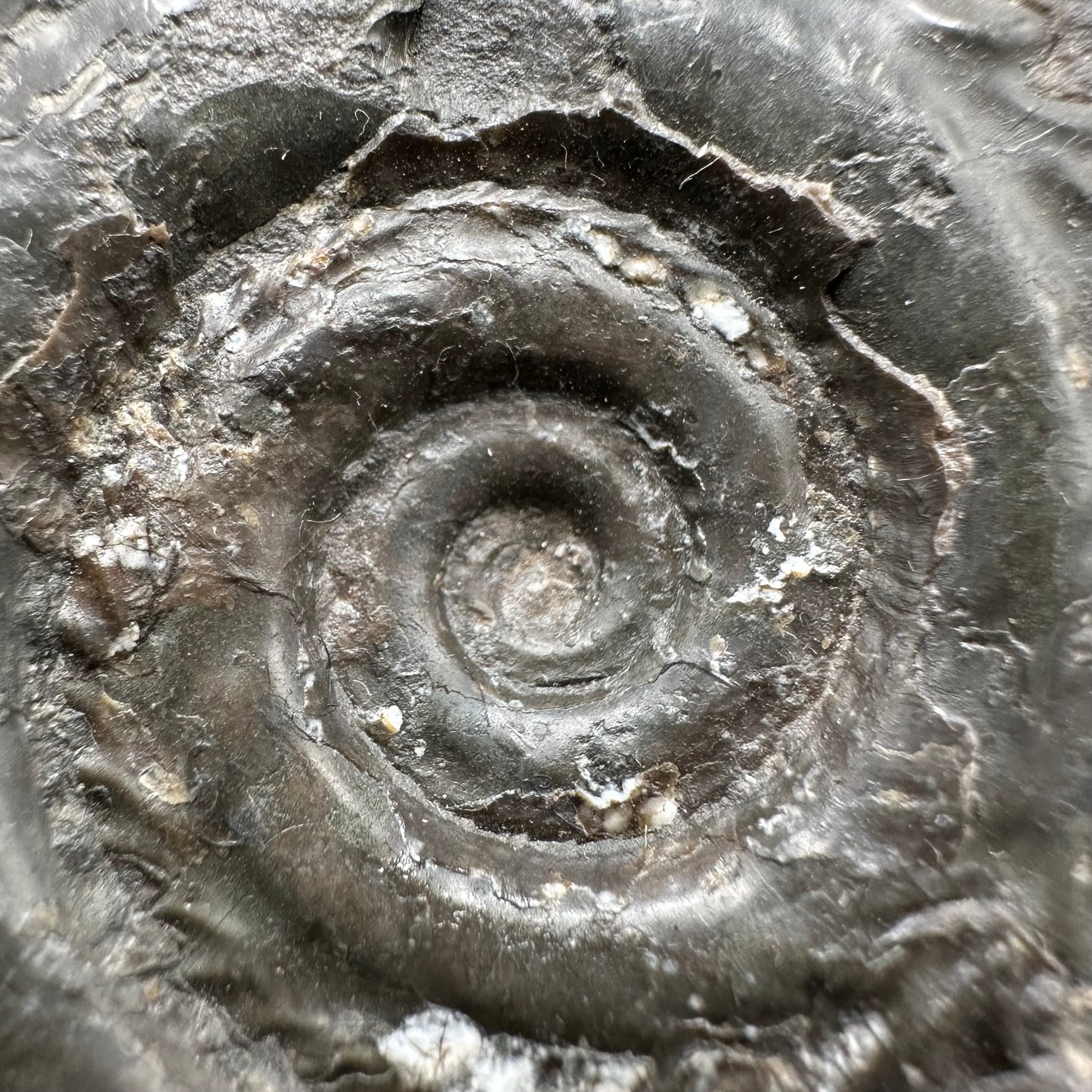 Hildoceras lusitanicum Ammonite fossil with box and stand - Whitby, North Yorkshire, Jurassic Coast, Yorkshire Fossils from the Jurassic Coast