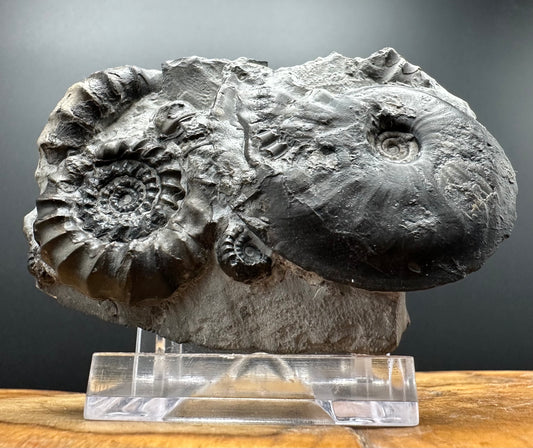 Gagaticeras / Oxynoticeras Ammonite fossil with box and stand - Whitby, North Yorkshire Jurassic Coast Yorkshire Fossils