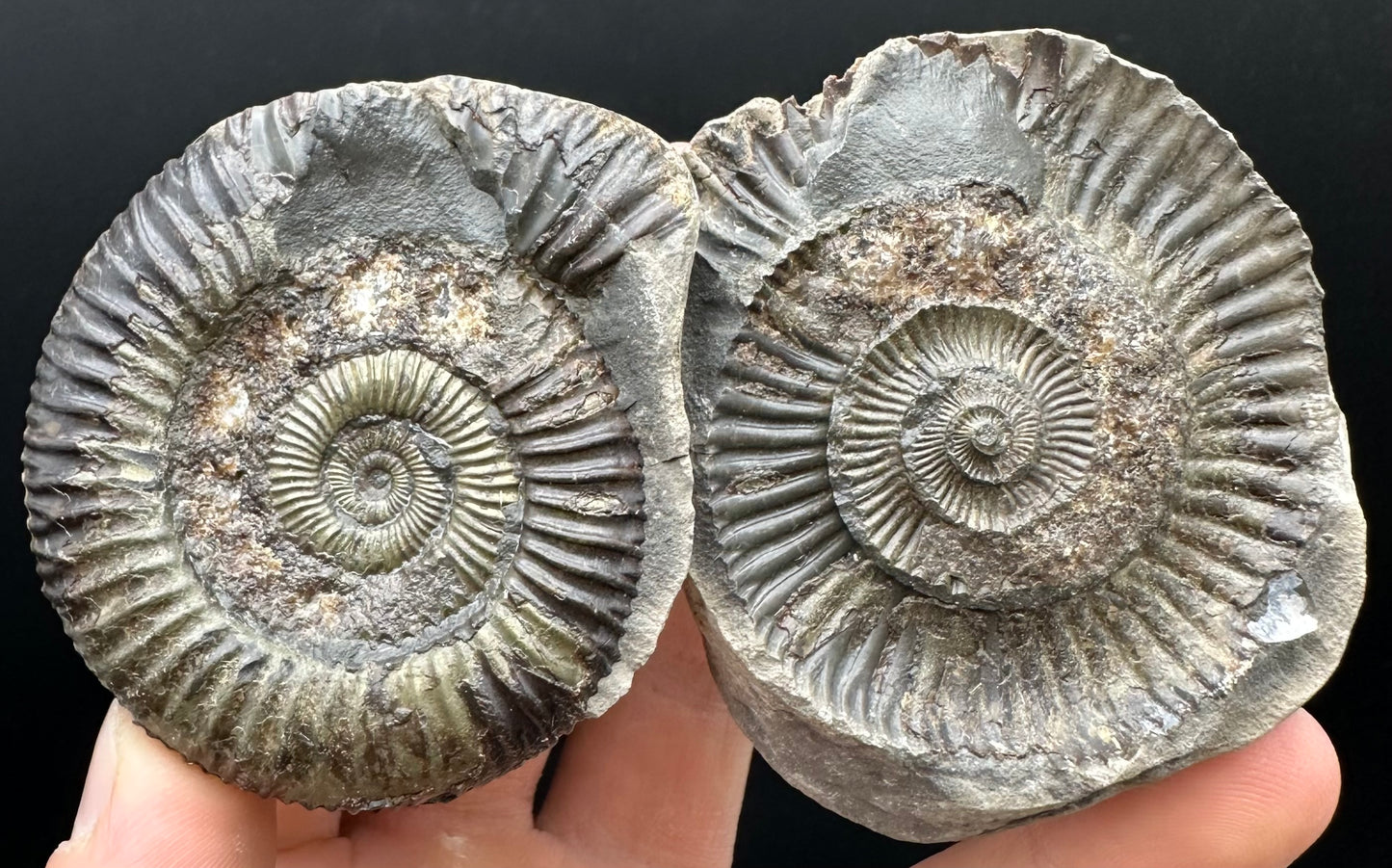 Dactylioceras Ammonite nodule (split pair) Fossil With Box And Stand - Whitby, North Yorkshire Jurassic Coast Yorkshire Fossils