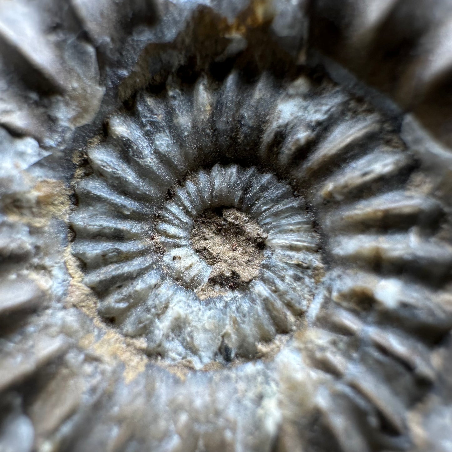 Androgynoceras capricornus Ammonite fossil - Whitby, North Yorkshire Jurassic Coast Yorkshire Fossils