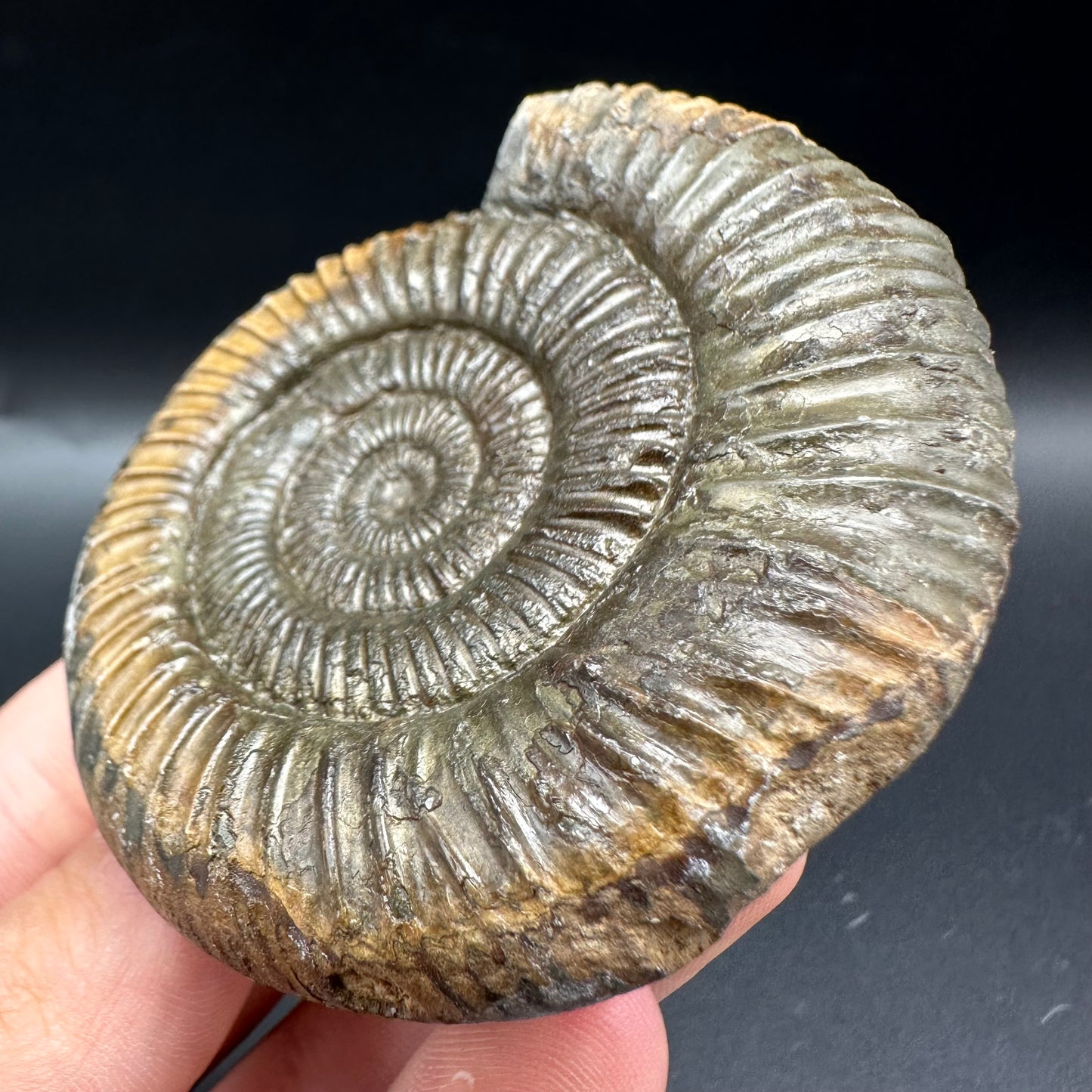 Dactylioceras Ammonite Fossil With Box And Stand - Whitby, North Yorkshire Jurassic Coast Yorkshire Fossils