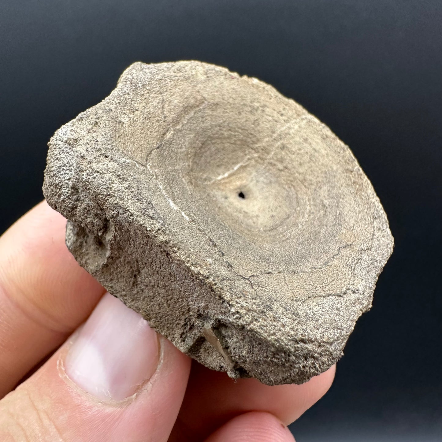Ichthyosaur Vertebra fossil with box and stand - Whitby, North Yorkshire Jurassic Coast, Yorkshire fossils found on the Jurassic Coast