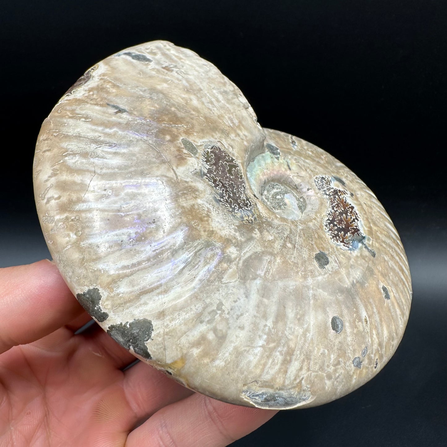 Cleoniceras Ammonite Fossil With Box And Stand - Cretaceous Ammonite Madagascar