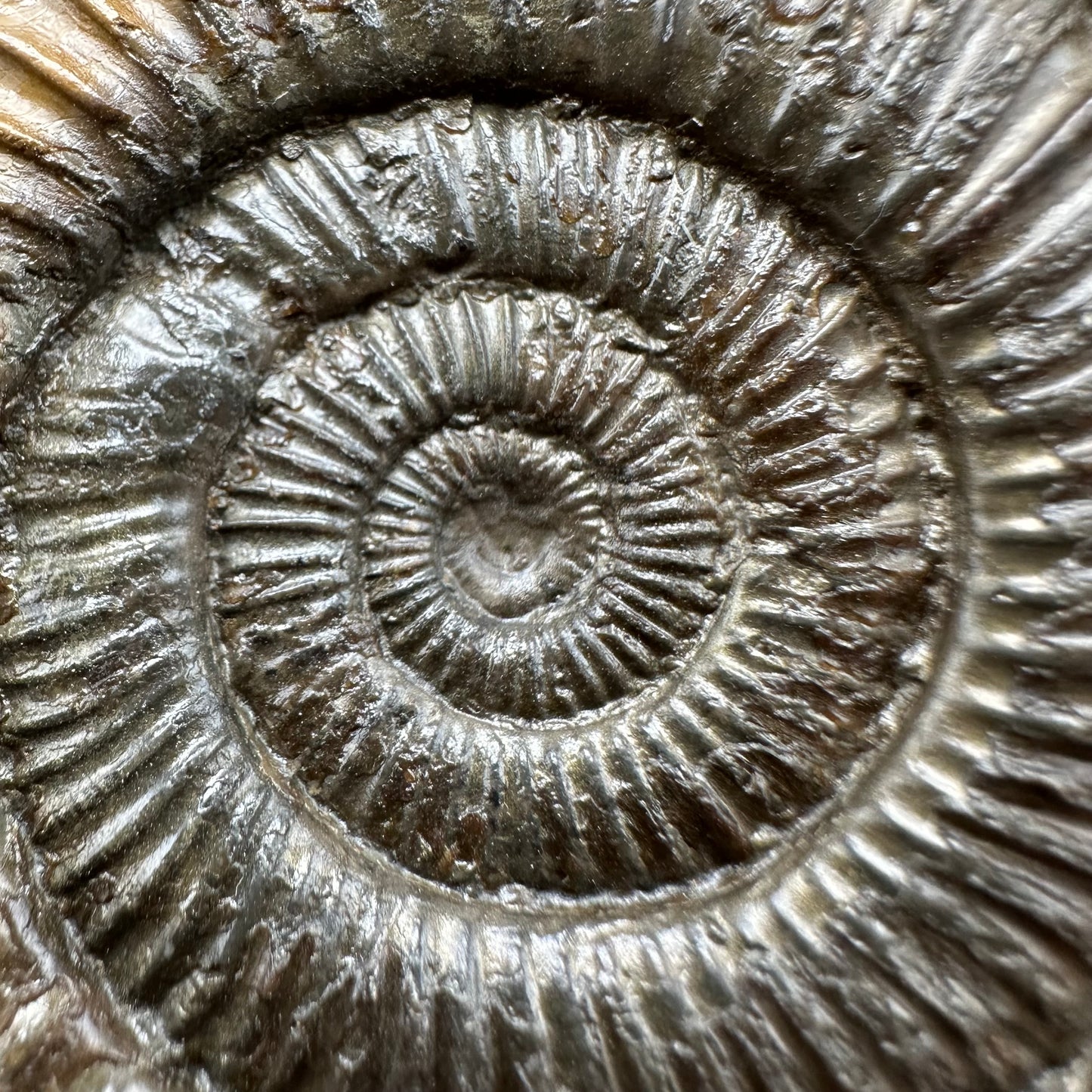 Dactylioceras Ammonite Fossil With Box And Stand - Whitby, North Yorkshire Jurassic Coast Yorkshire Fossils