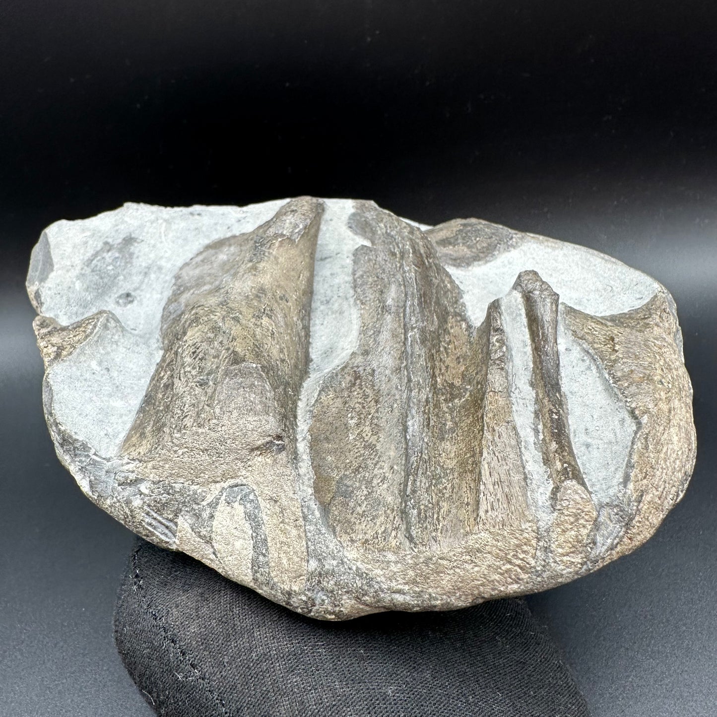 Gyrosteus Fish Bone fossil - Whitby, North Yorkshire, Jurassic Coast, Yorkshire Fossils
