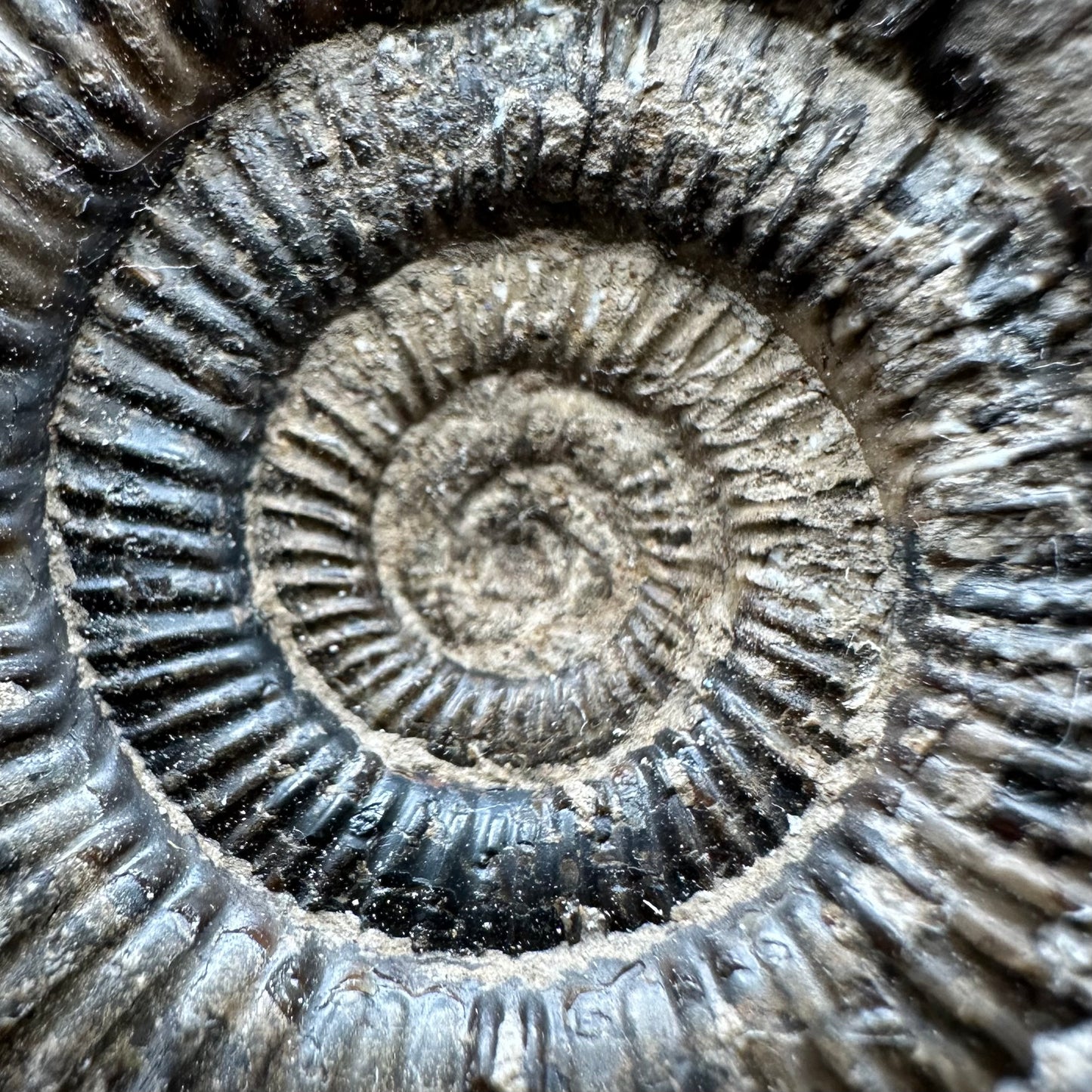 Dactylioceras clevelandicum Ammonite fossil with box and stand - Whitby, North Yorkshire Jurassic Coast