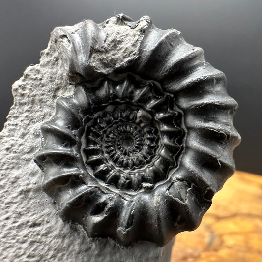Gagaticeras Ammonite fossil with box and stand - Whitby, North Yorkshire Jurassic Coast Yorkshire Fossils