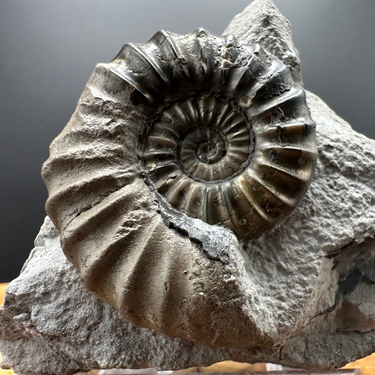 Aegasteroceras sagittarium ammonite fossil with box and stand - Whitby, North Yorkshire Jurassic Coast Yorkshire Fossils