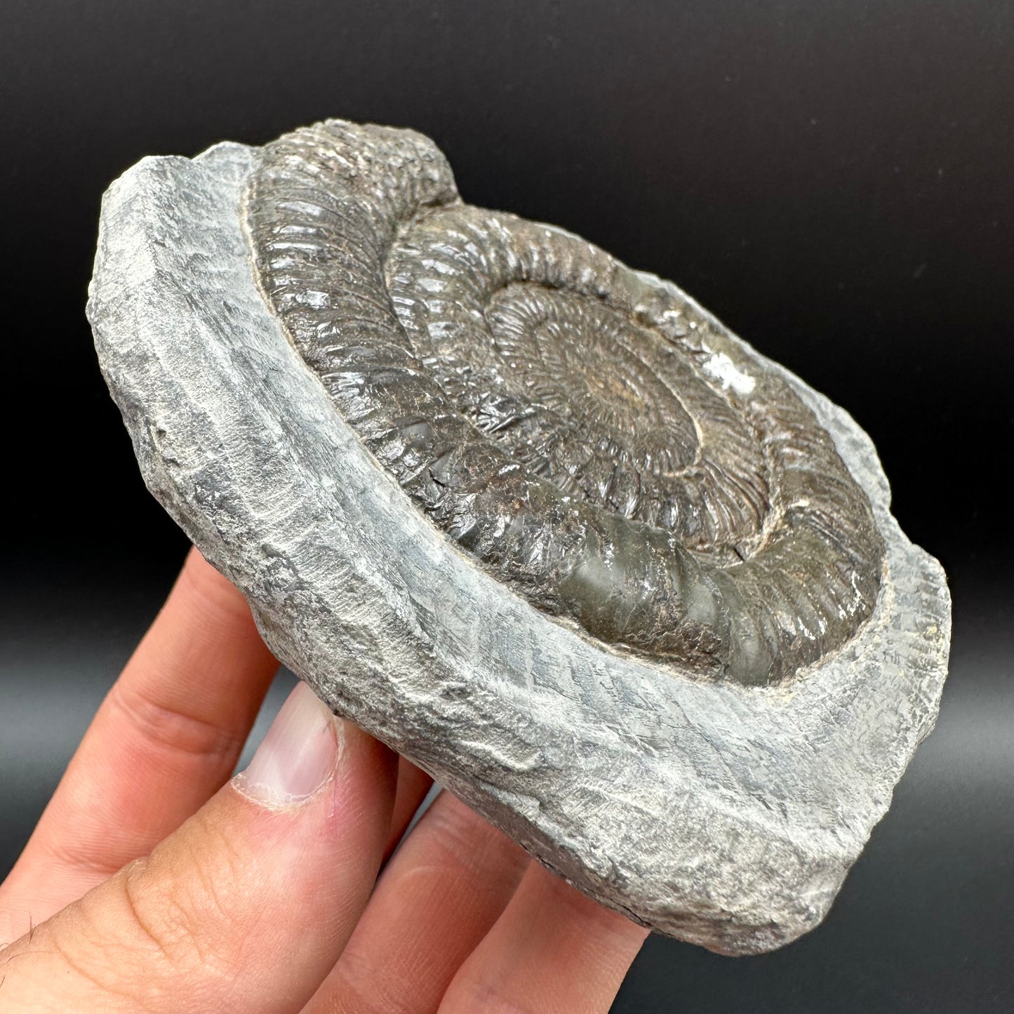 Dactylioceras Ammonite Fossil With Box And Stand - Whitby, North Yorkshire Jurassic Coast Yorkshire Fossils