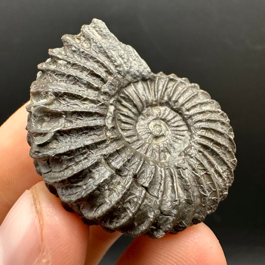 Schlothemia sp. ammonite fossil with box and stand - Whitby, North Yorkshire Jurassic Coast, Yorkshire fossils