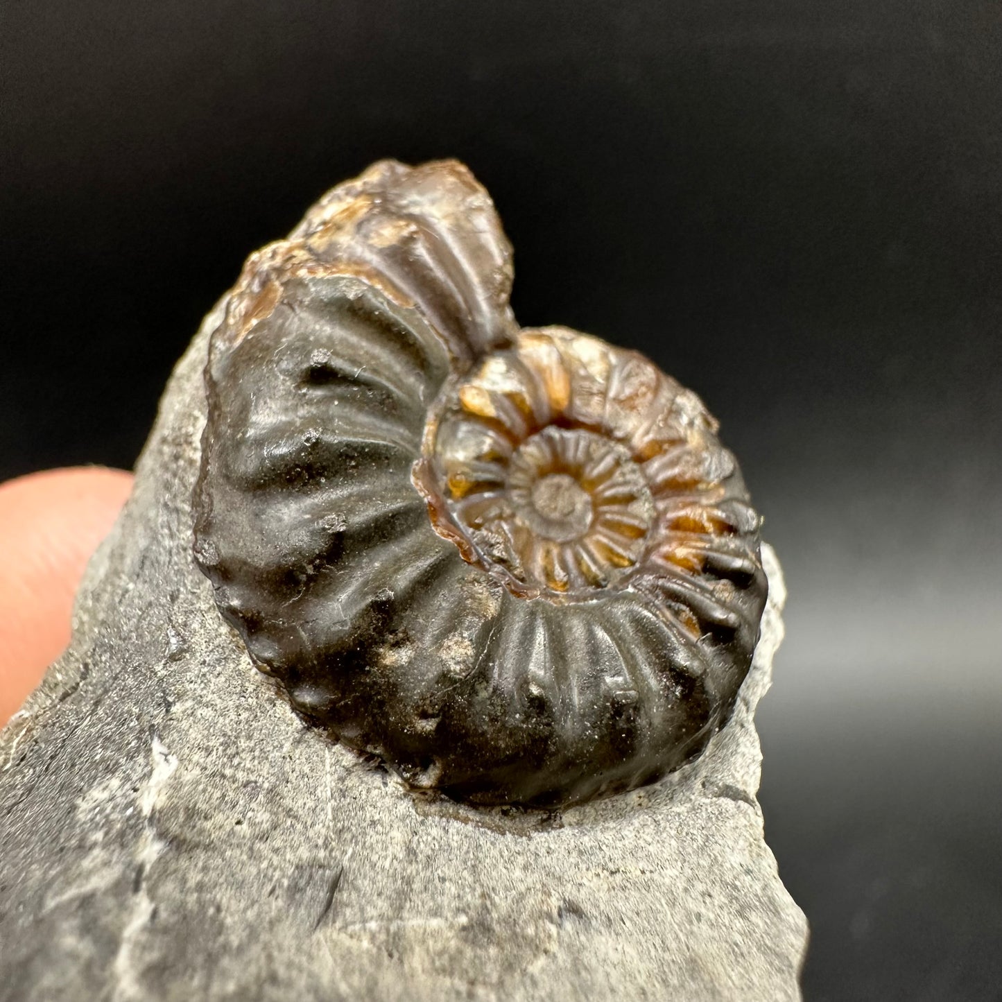 Amaltheus subnodosus Ammonite fossil with box and stand - Whitby, North Yorkshire Jurassic Coast Yorkshire Fossils