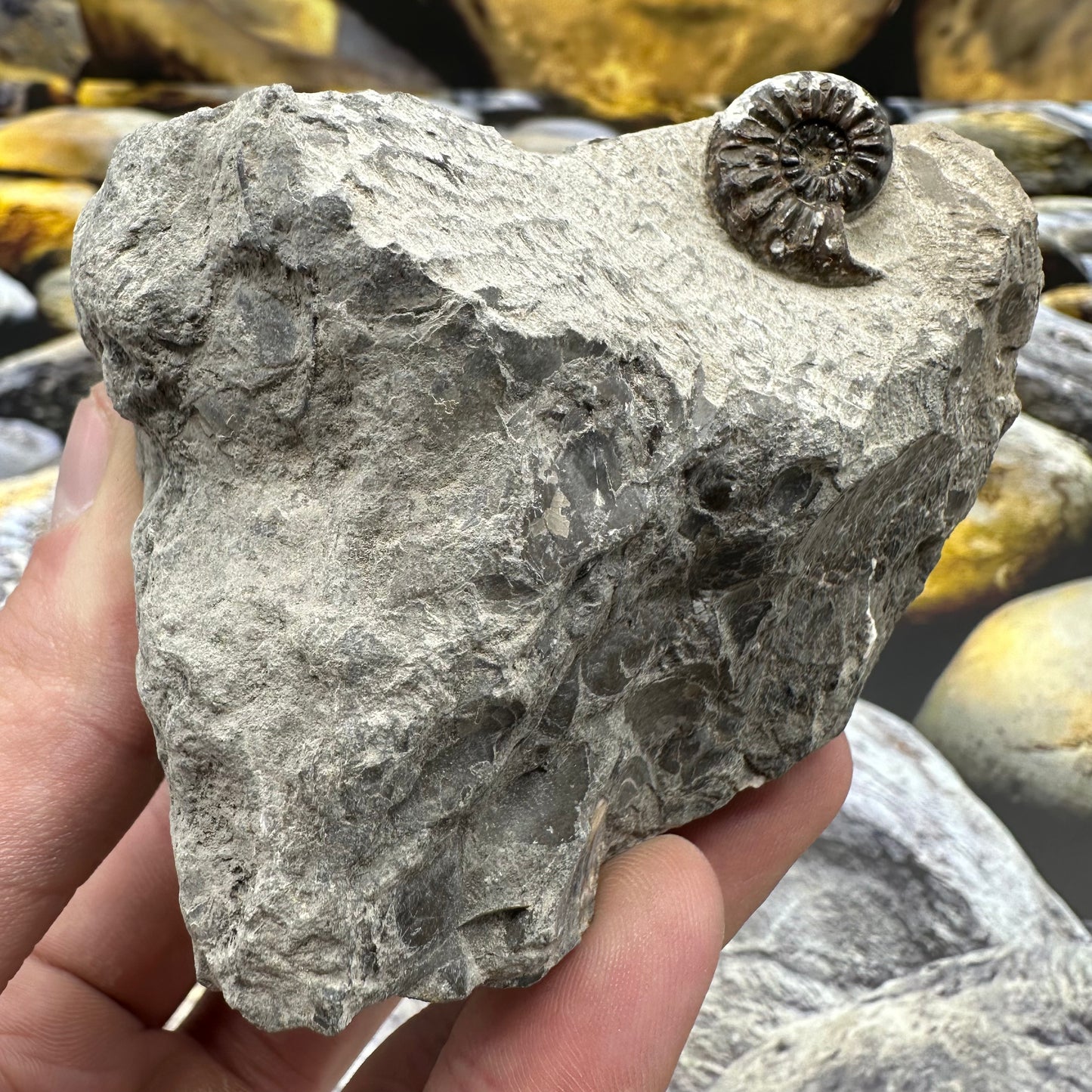 Amaltheus subnodosus ammonite fossil - Whitby, North Yorkshire Jurassic Coast, Yorkshire Fossils