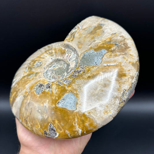 Cleoniceras Ammonite Fossil With Stand - Cretaceous Ammonite Madagascar
