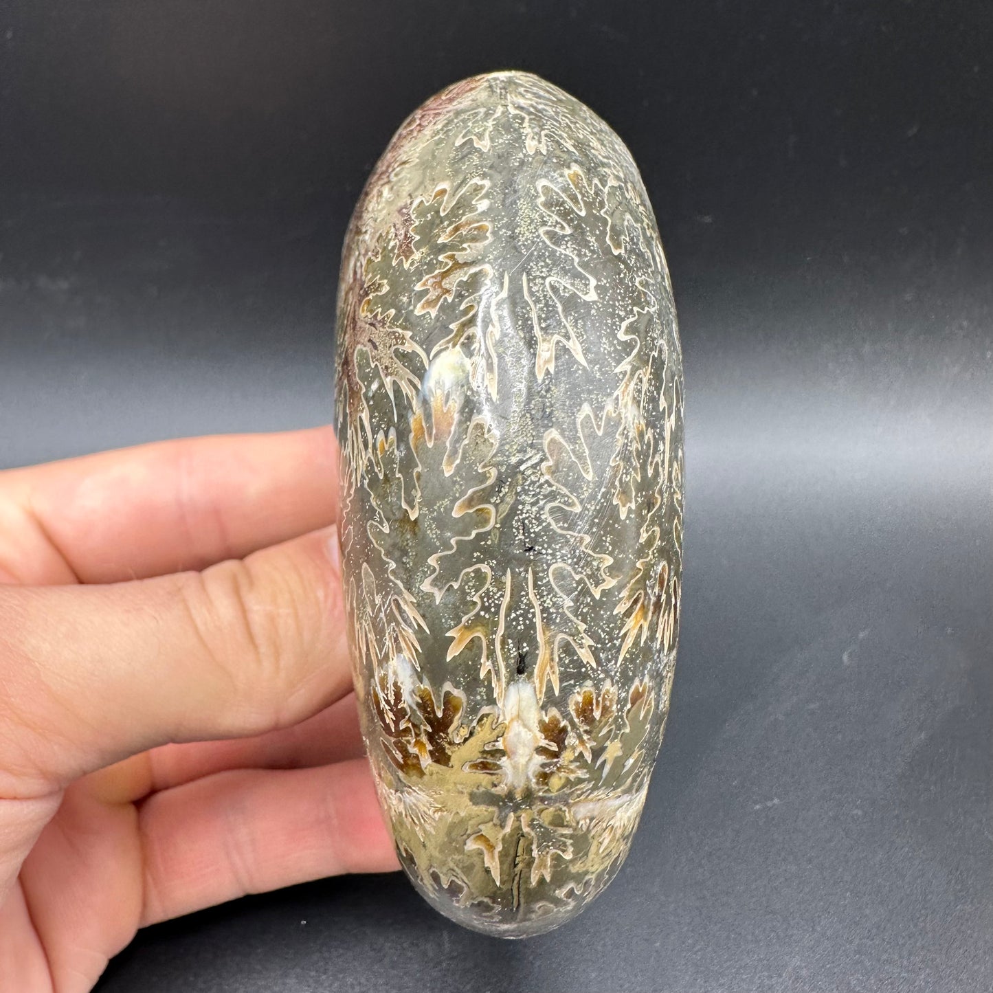 Puzosia Ammonite Fossil With Box And Stand - Cretaceous Ammonite Madagascar