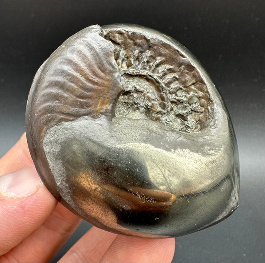 Golden Egg (GENUINE) Ammonite Fossil With Stand - Whitby, North Yorkshire Jurassic Coast Yorkshire Fossils