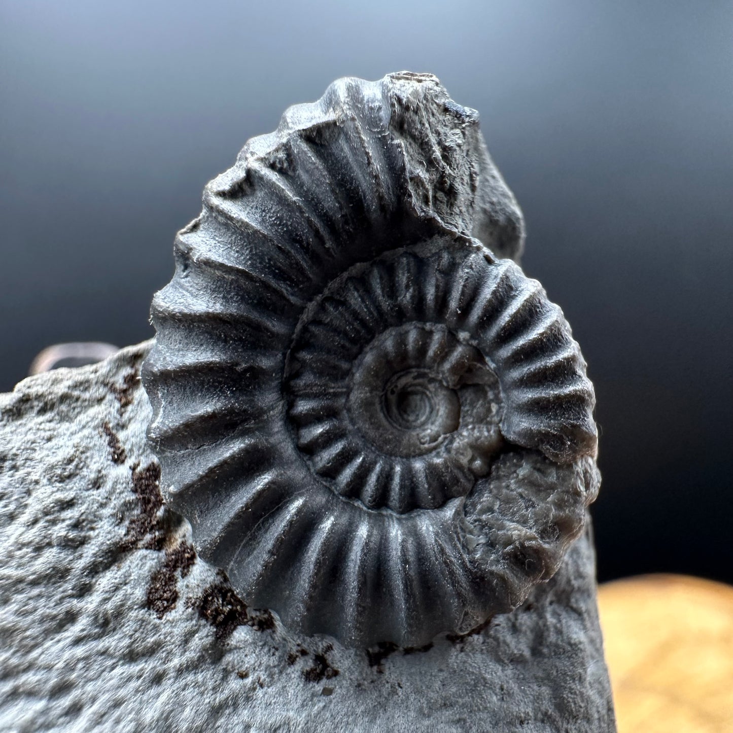 Promicroceras Ammonite shell fossil with box and stand - Whitby, North Yorkshire Jurassic Coast Yorkshire Fossils