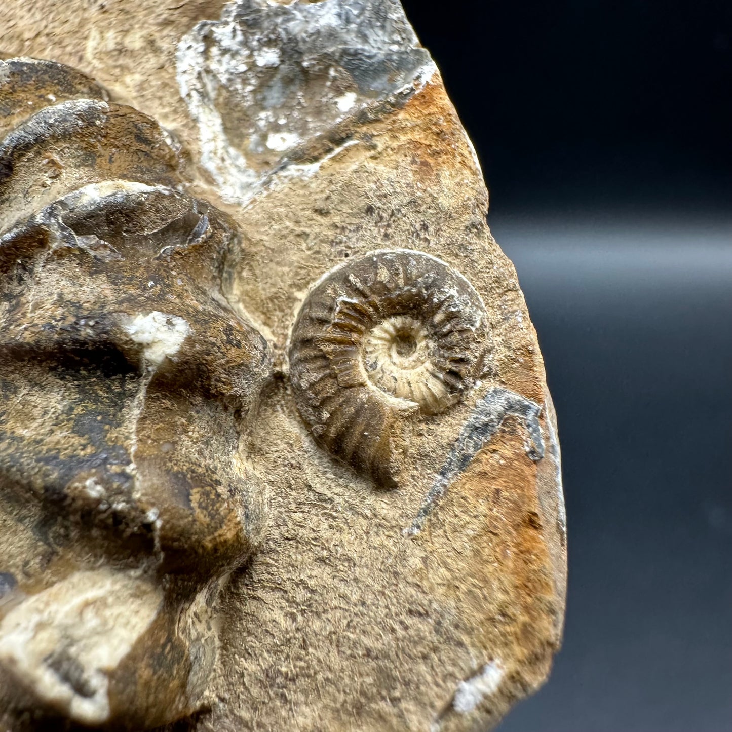 Androgynoceras capricornus Ammonite fossil with box and stand - Whitby, North Yorkshire Jurassic Coast Yorkshire Fossils