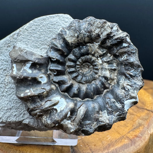 Androgynoceras maculatum ammonite fossil with box and stand - Whitby, North Yorkshire Jurassic Coast Yorkshire Fossils