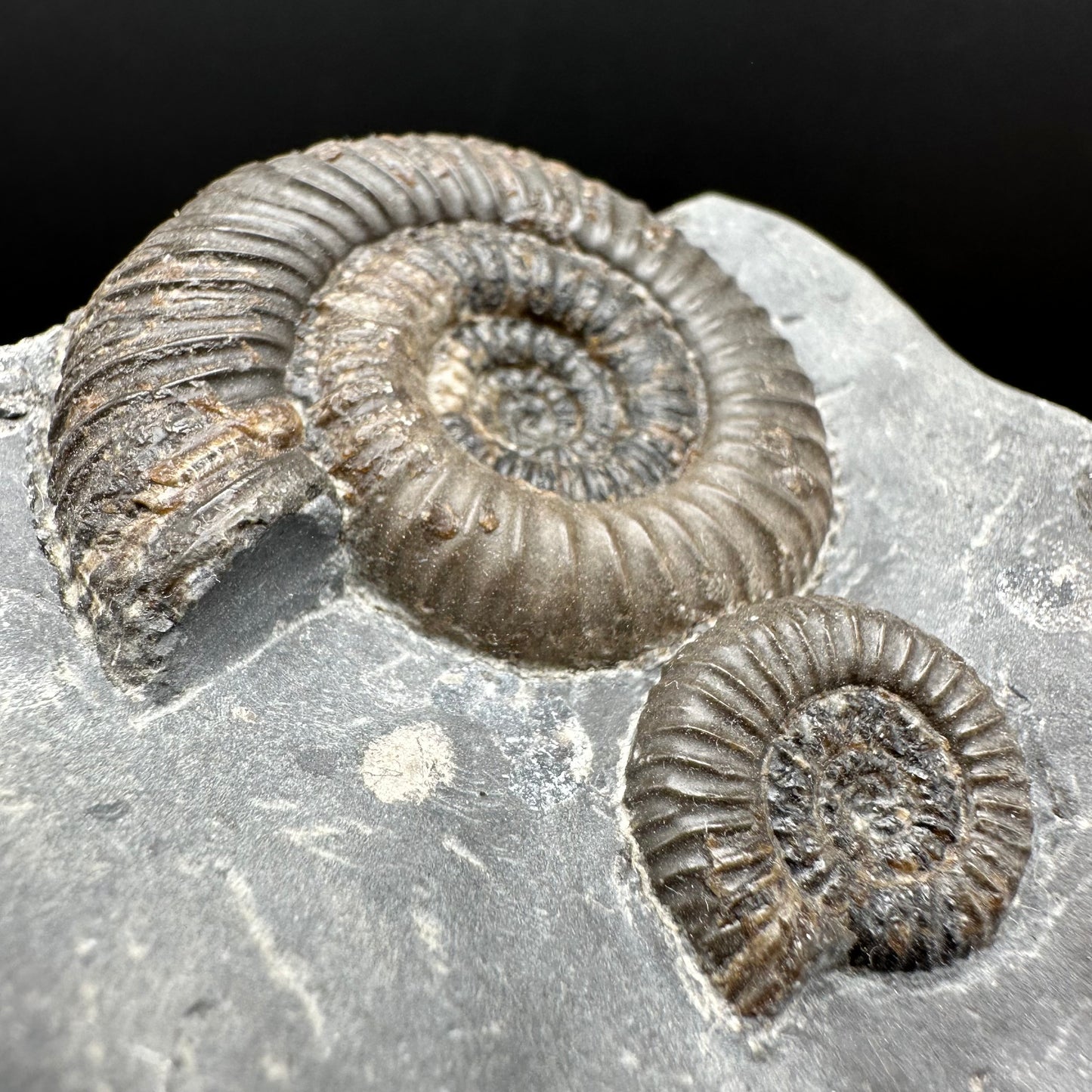 Gracile Multi-block Ammonite Fossil With Box And Stand - Whitby, North Yorkshire Jurassic Coast Yorkshire Fossils