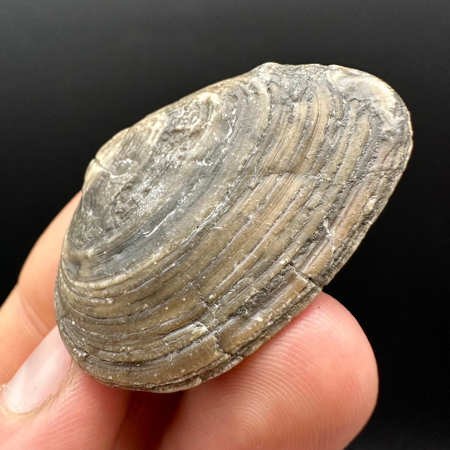 Shell fossil with box and stand - Whitby, North Yorkshire, Jurassic Coast, Yorkshire Fossils
