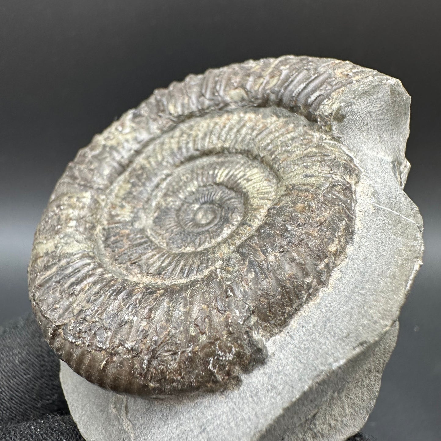 Dactylioceras Ammonite Fossil With Box And Stand - Whitby, North Yorkshire Jurassic Coast Yorkshire Fossils