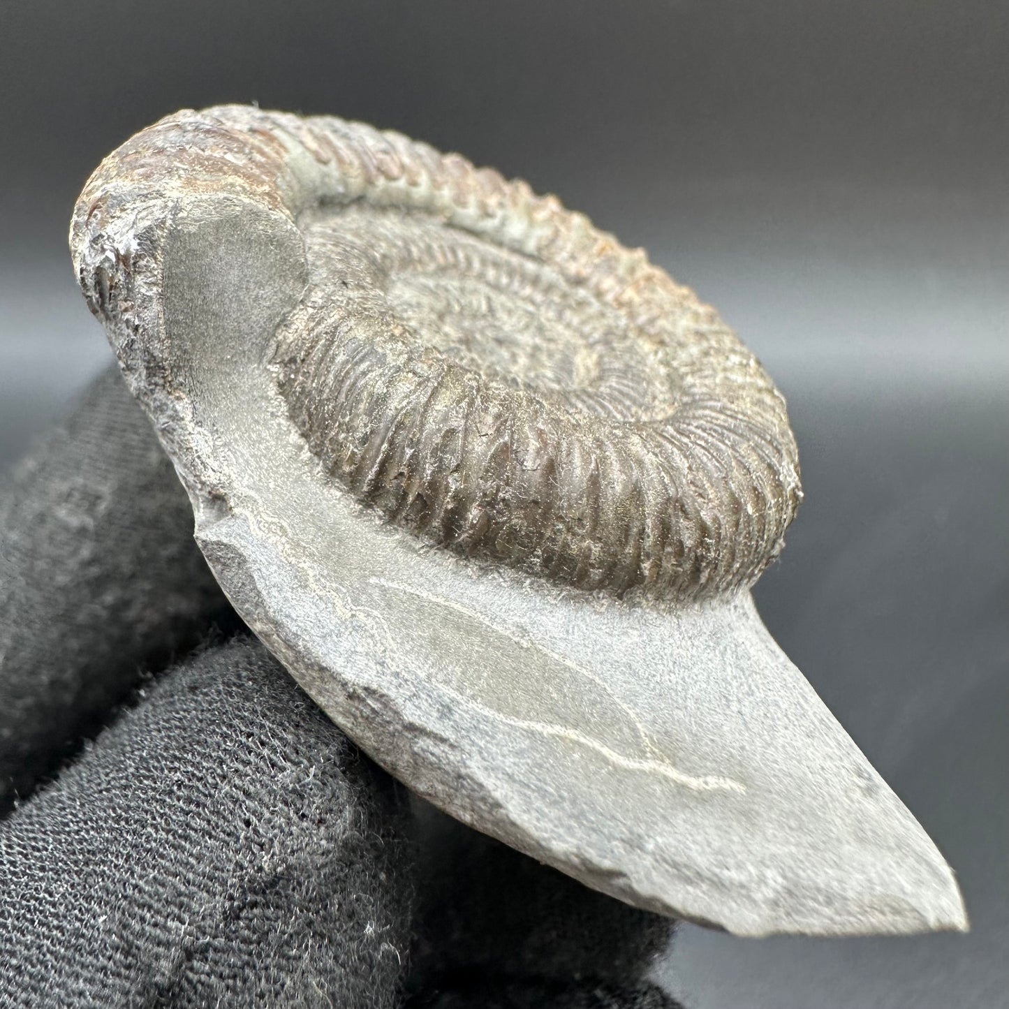 Dactylioceras Ammonite Fossil With Box And Stand - Whitby, North Yorkshire Jurassic Coast Yorkshire Fossils