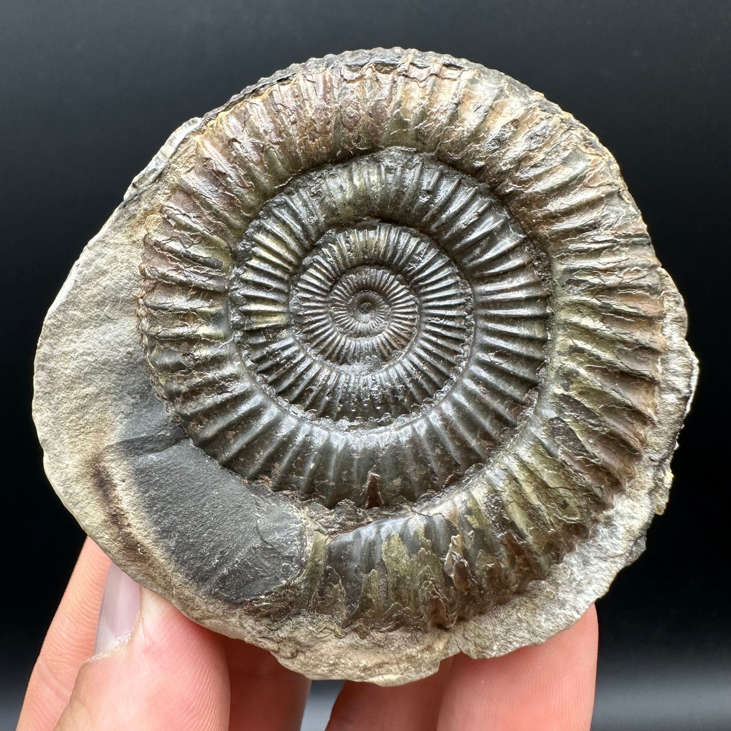 Dactylioceras Ammonite nodule (split pair) Fossil With Stand - Whitby, North Yorkshire Jurassic Coast Yorkshire Fossils
