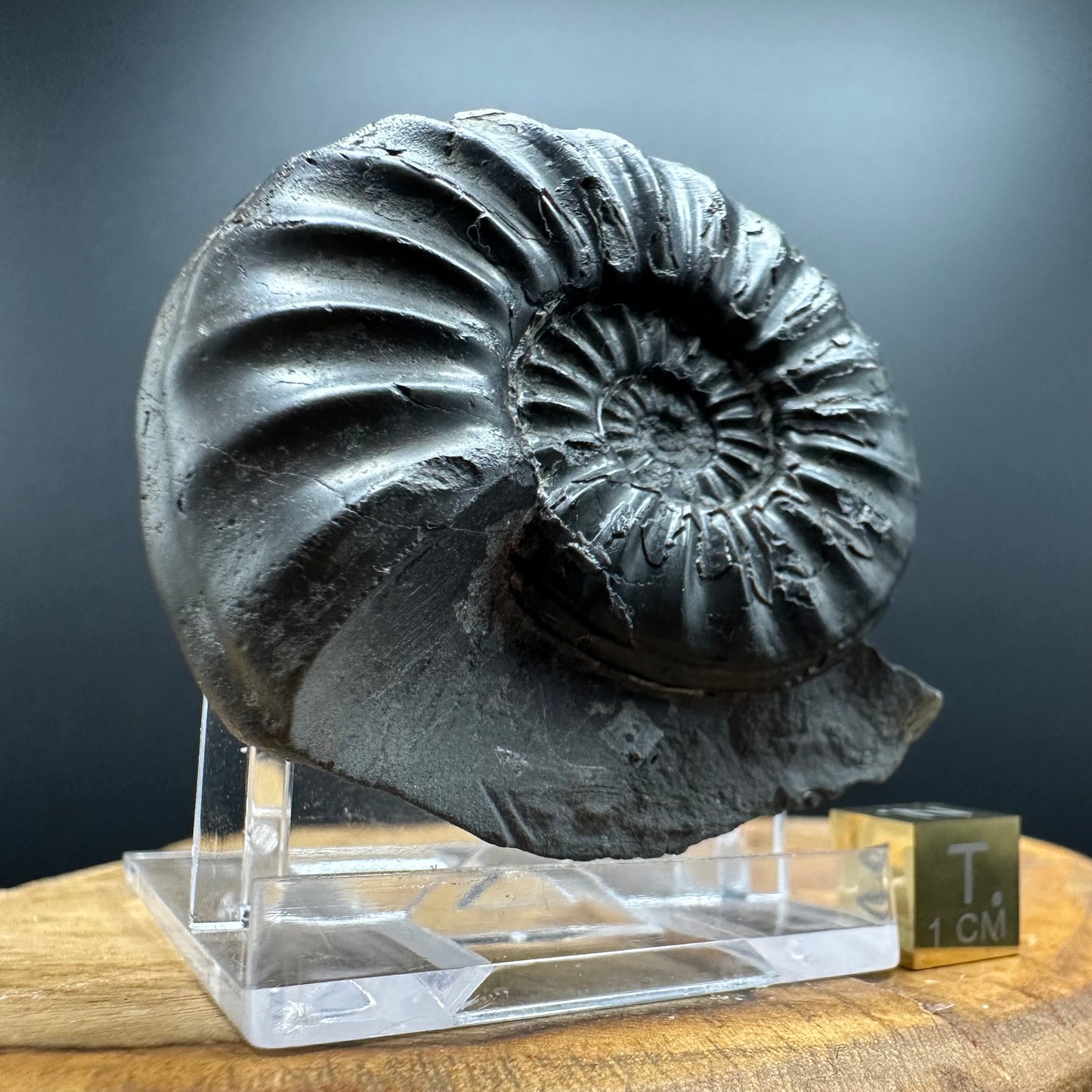 Asteroceras Ammonite fossil with box and stand - Whitby, North Yorkshire Jurassic Coast Yorkshire Fossils