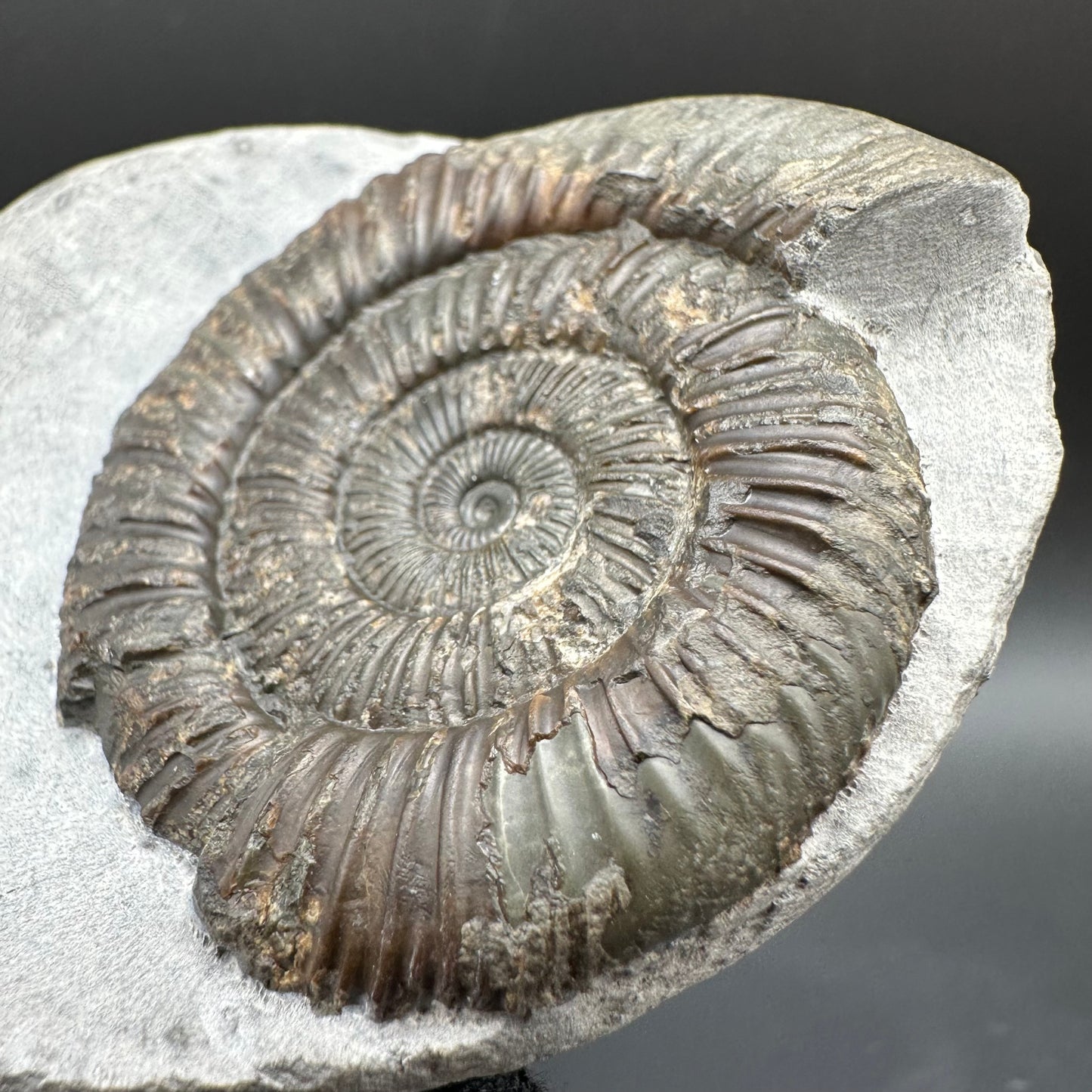 Dactylioceras Ammonite Fossil With Box And Stand - Whitby, North Yorkshire Jurassic Coast Yorkshire Fossils