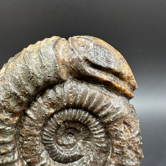 Snakestone Ammonite Fossil With Bag/Box And Stand - Whitby, North Yorkshire Jurassic Coast Yorkshire Fossils