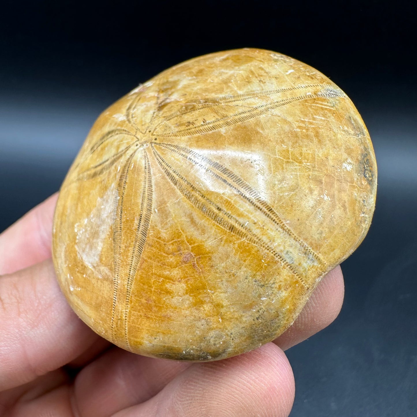 Holectypus Sea Urchin Fossil With Box And Stand - Middle Jurassic Madagascar