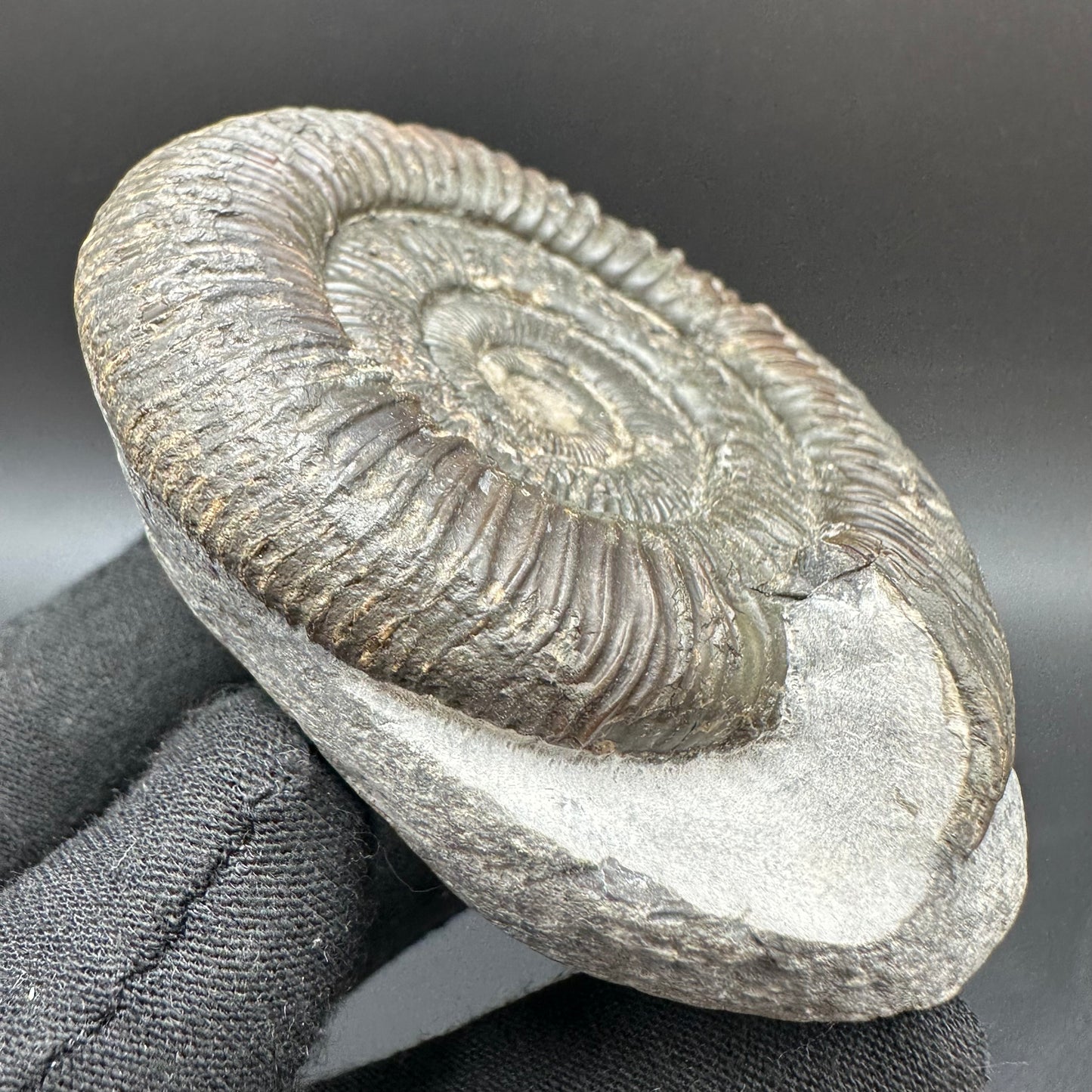 Dactylioceras Ammonite Fossil With Box And Stand - Whitby, North Yorkshire Jurassic Coast Yorkshire Fossils