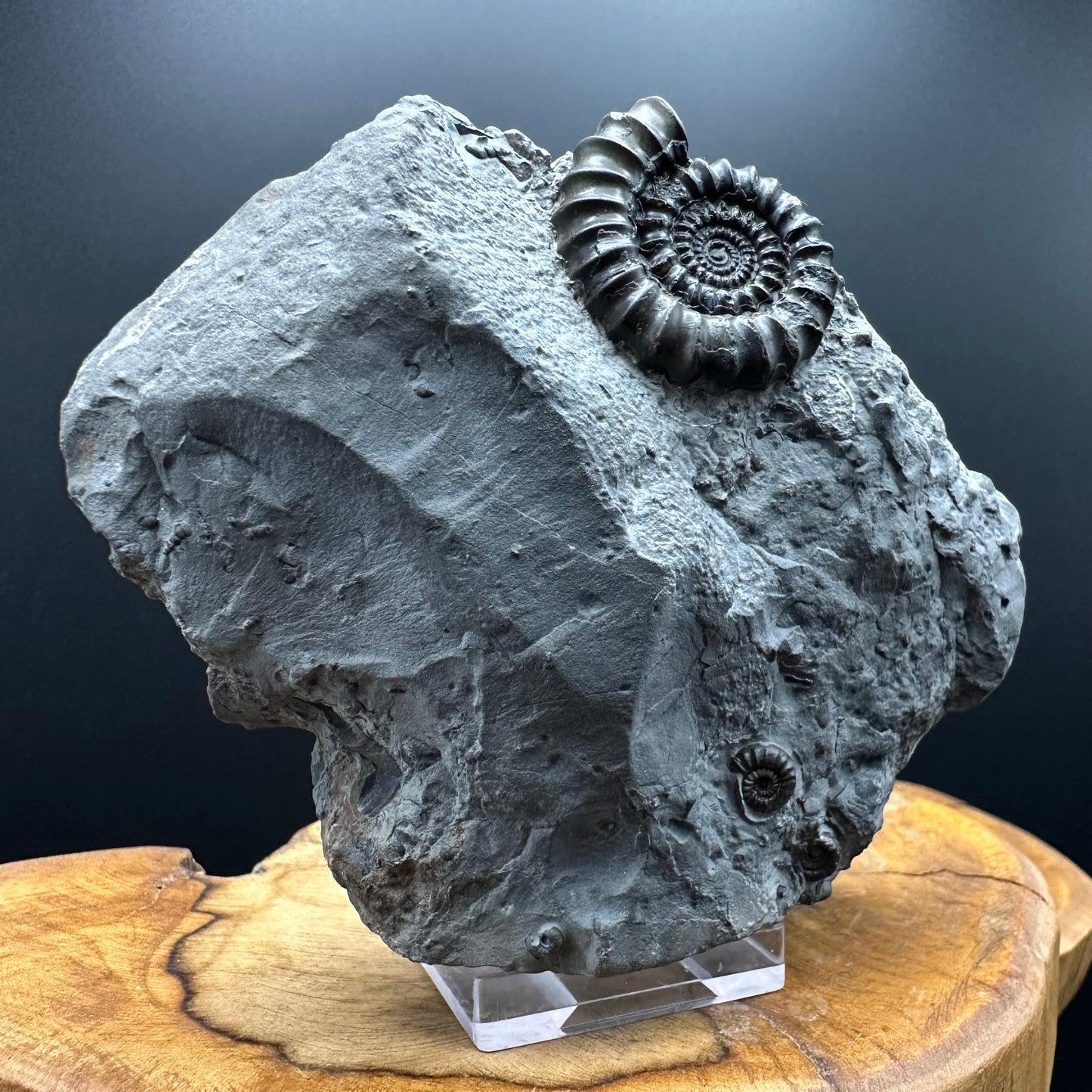 Gagaticeras Ammonite fossil with box and stand - Whitby, North Yorkshire Jurassic Coast Yorkshire Fossils