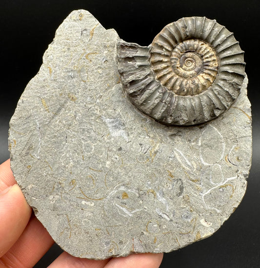 Arnioceras ammonite shell fossil with box and stand - Whitby, North Yorkshire Jurassic Coast Yorkshire Fossils