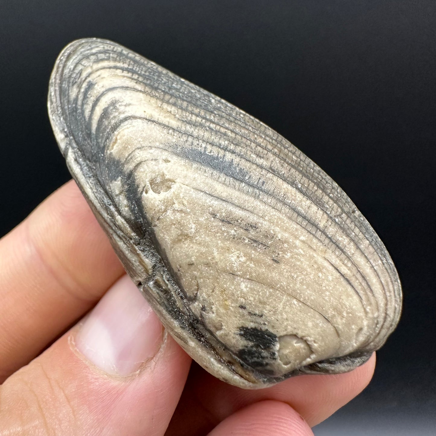 Shell fossil with box and stand - Whitby, North Yorkshire, Jurassic Coast, Yorkshire Fossils