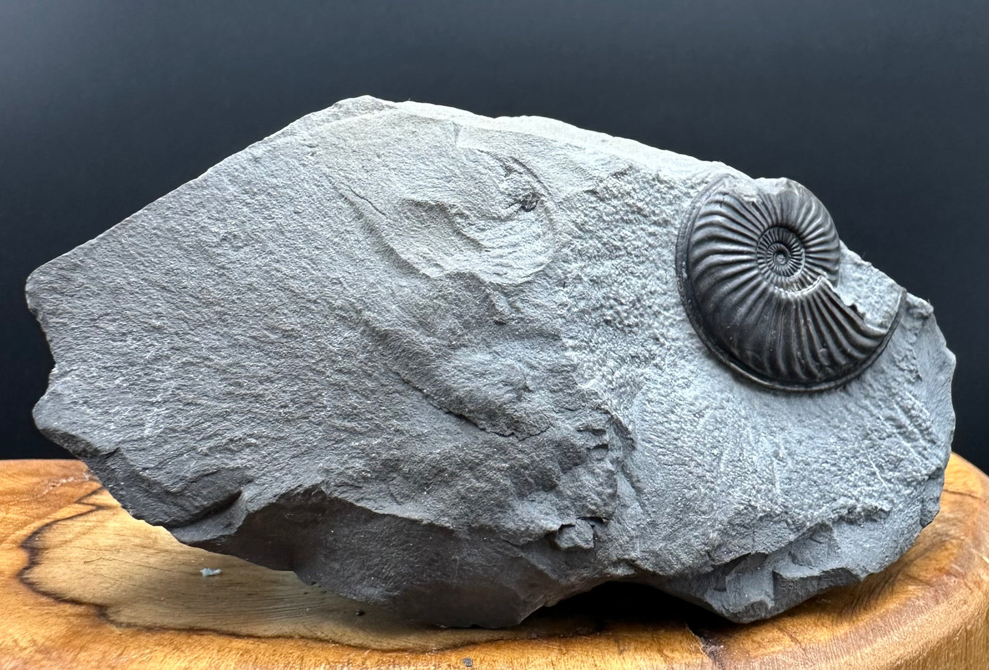 Eparietites Sp. Ammonite fossil with box and stand - Whitby, North Yorkshire Jurassic Coast Yorkshire Fossils