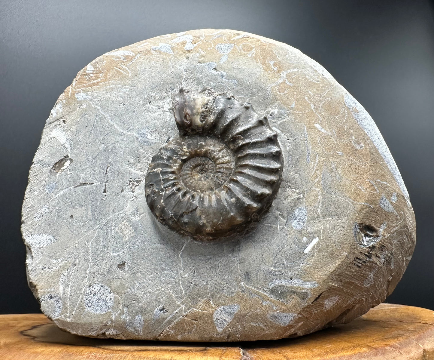 Pleuroceras paucicostatum ammonite fossil with box and stand - Whitby, North Yorkshire Jurassic Coast Yorkshire Fossils