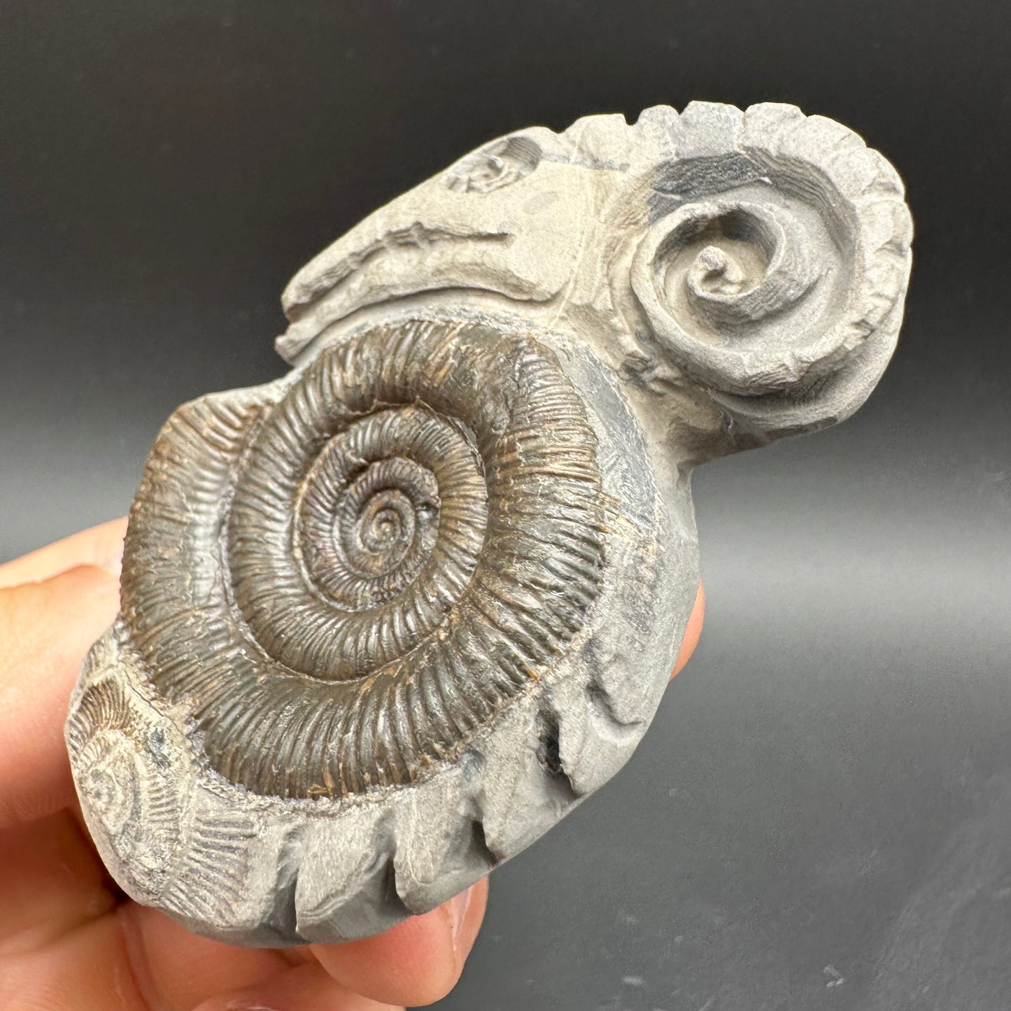 ‘Rammonite’ Snakestone Ammonite Fossil With Bag/Box And Stand - Whitby, North Yorkshire Jurassic Coast Yorkshire Fossils by