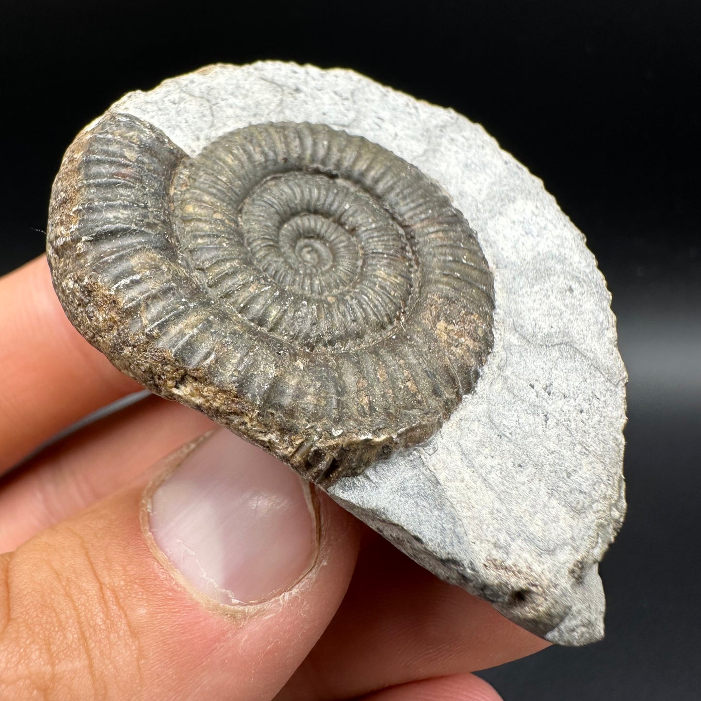Dactylioceras Ammonite Fossil With Box And Stand - Whitby, North Yorkshire Jurassic Coast Yorkshire Fossils