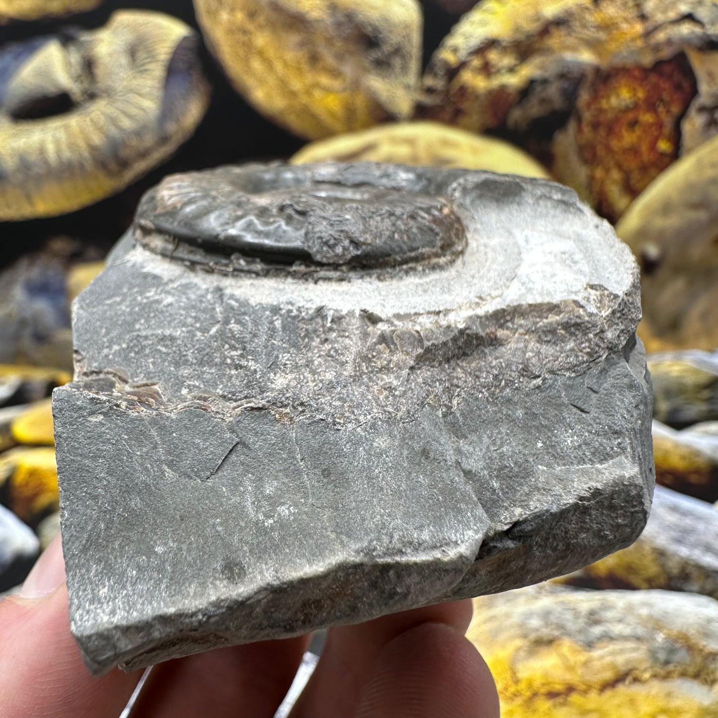 Hildoceras lusitanicum ammonite fossil - Whitby, North Yorkshire, Jurassic Coast, Yorkshire Fossils