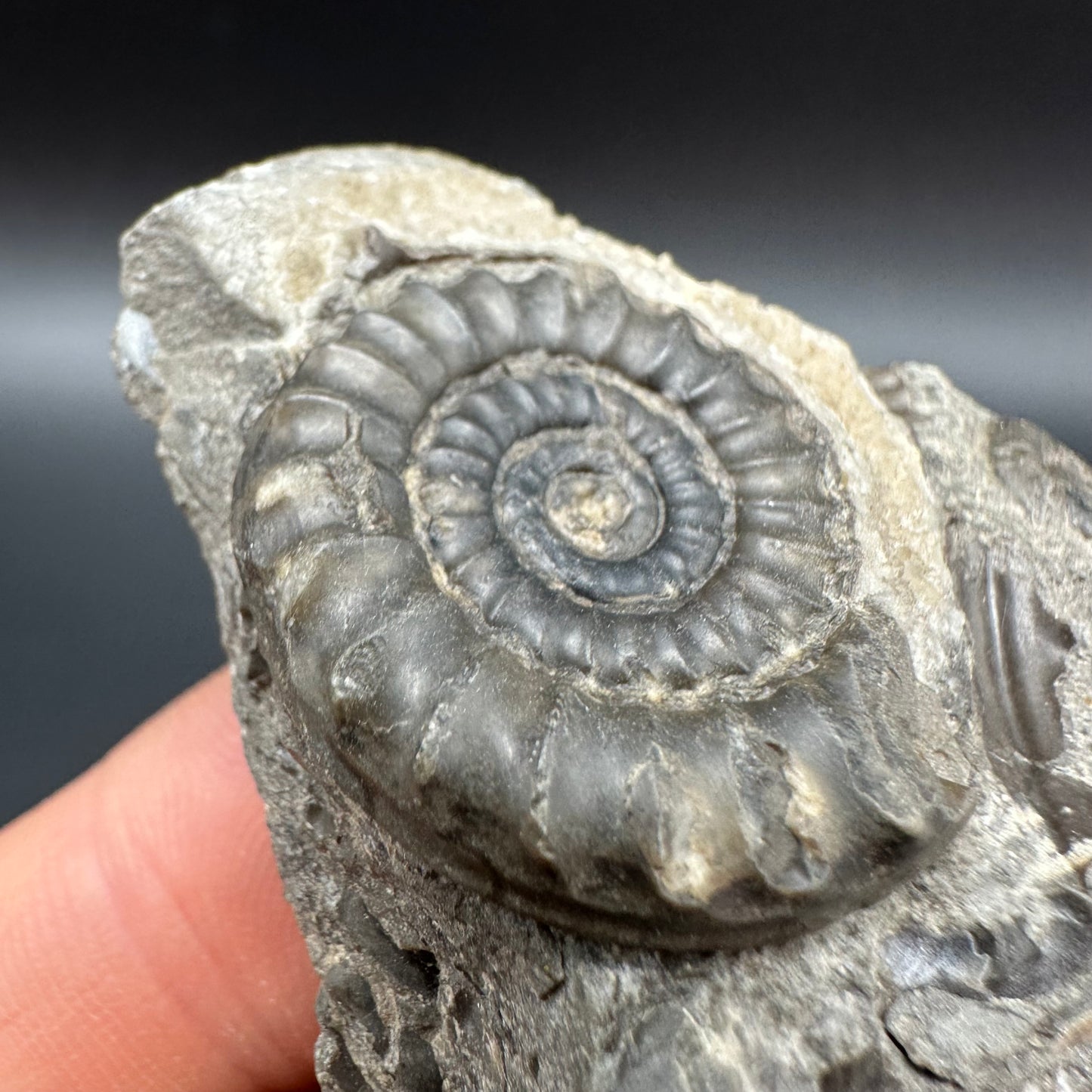 Arnioceras ammonite shell fossil with box and stand - Whitby, North Yorkshire Jurassic Coast Yorkshire Fossils
