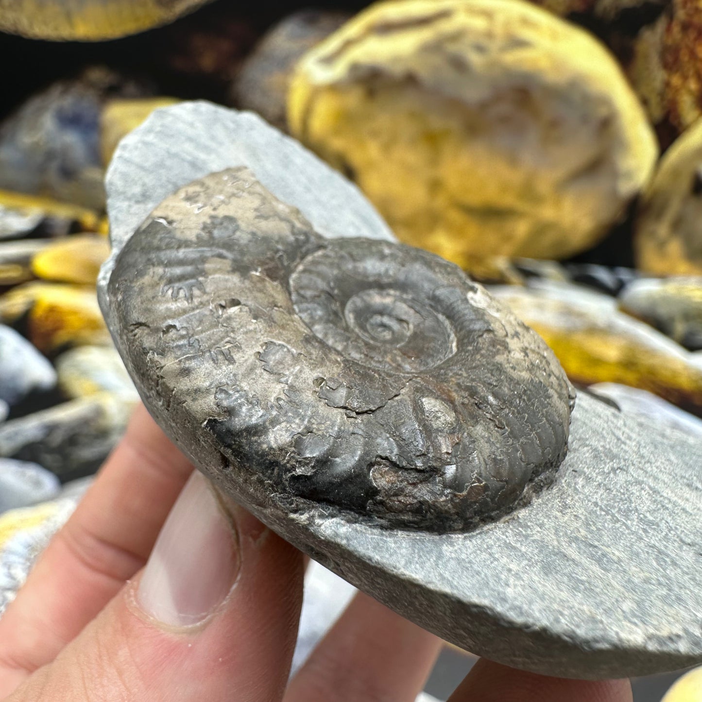 Grammoceras thoaurense ammonite shell fossil - Whitby, North Yorkshire