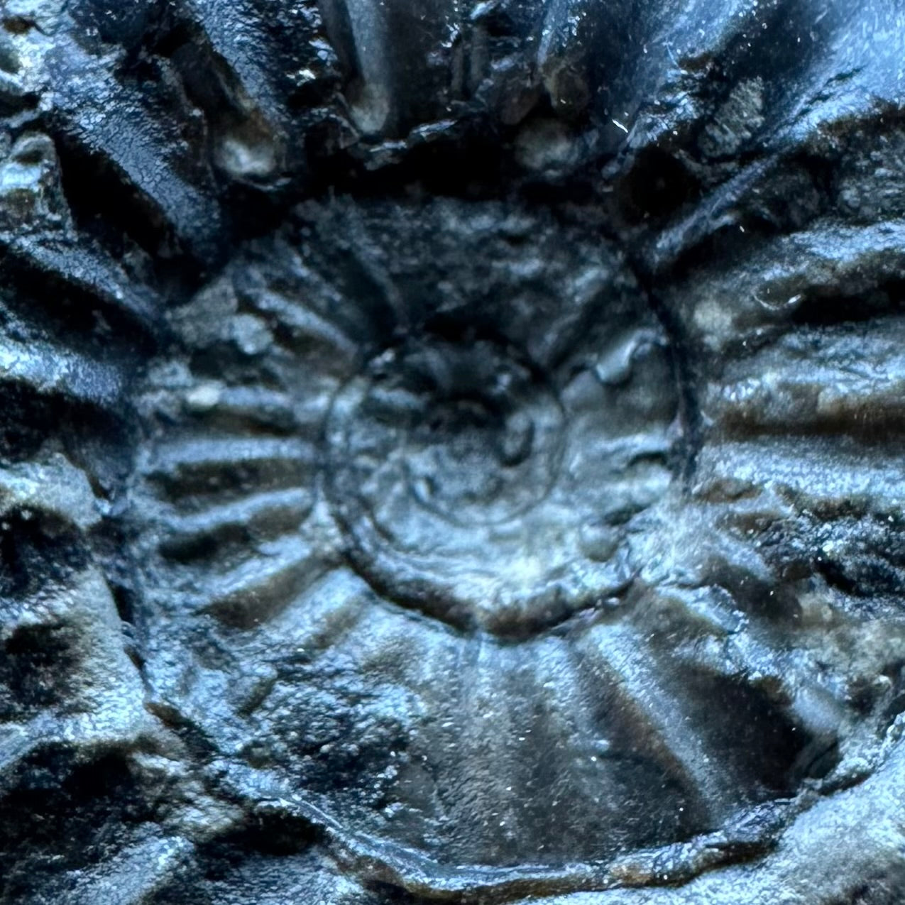 Aegasteroceras sagittarium ammonite fossil with box and stand - Whitby, North Yorkshire Jurassic Coast Yorkshire Fossils