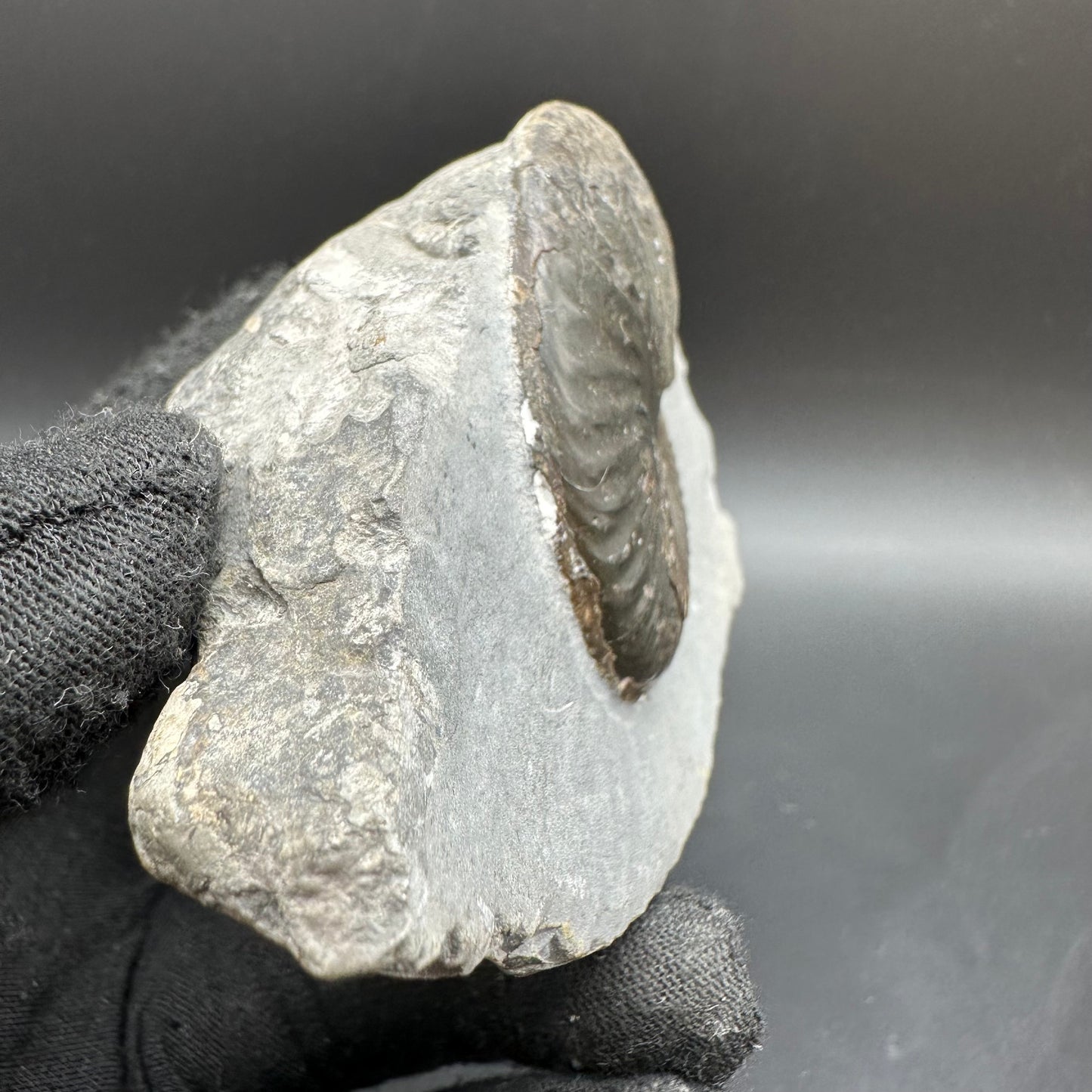 Pseudolioceras lythense Ammonite fossil with box and stand - Whitby, North Yorkshire, Yorkshire Fossils on the Jurassic Coast