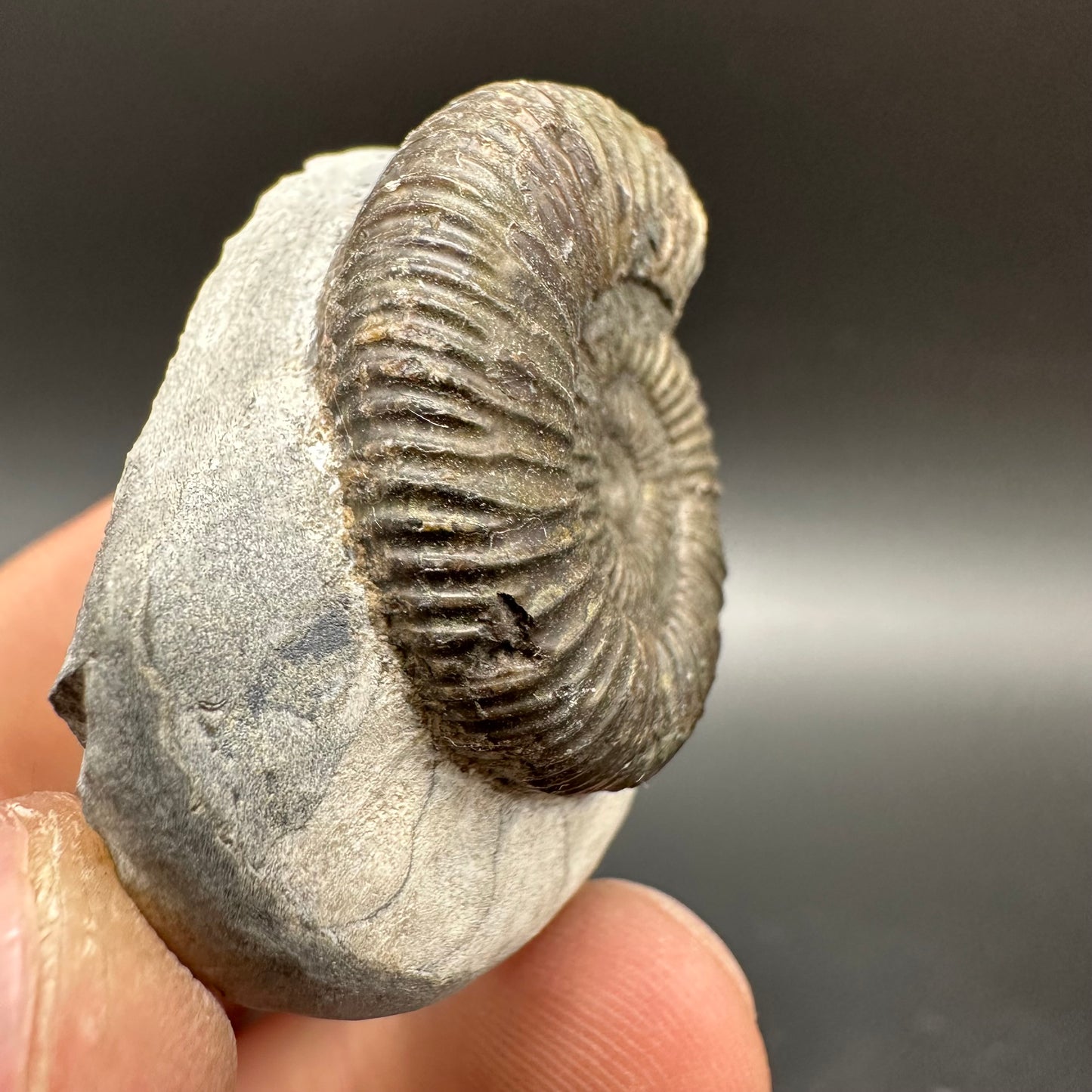 Dactylioceras Ammonite Fossil With Box And Stand - Whitby, North Yorkshire Jurassic Coast Yorkshire Fossils