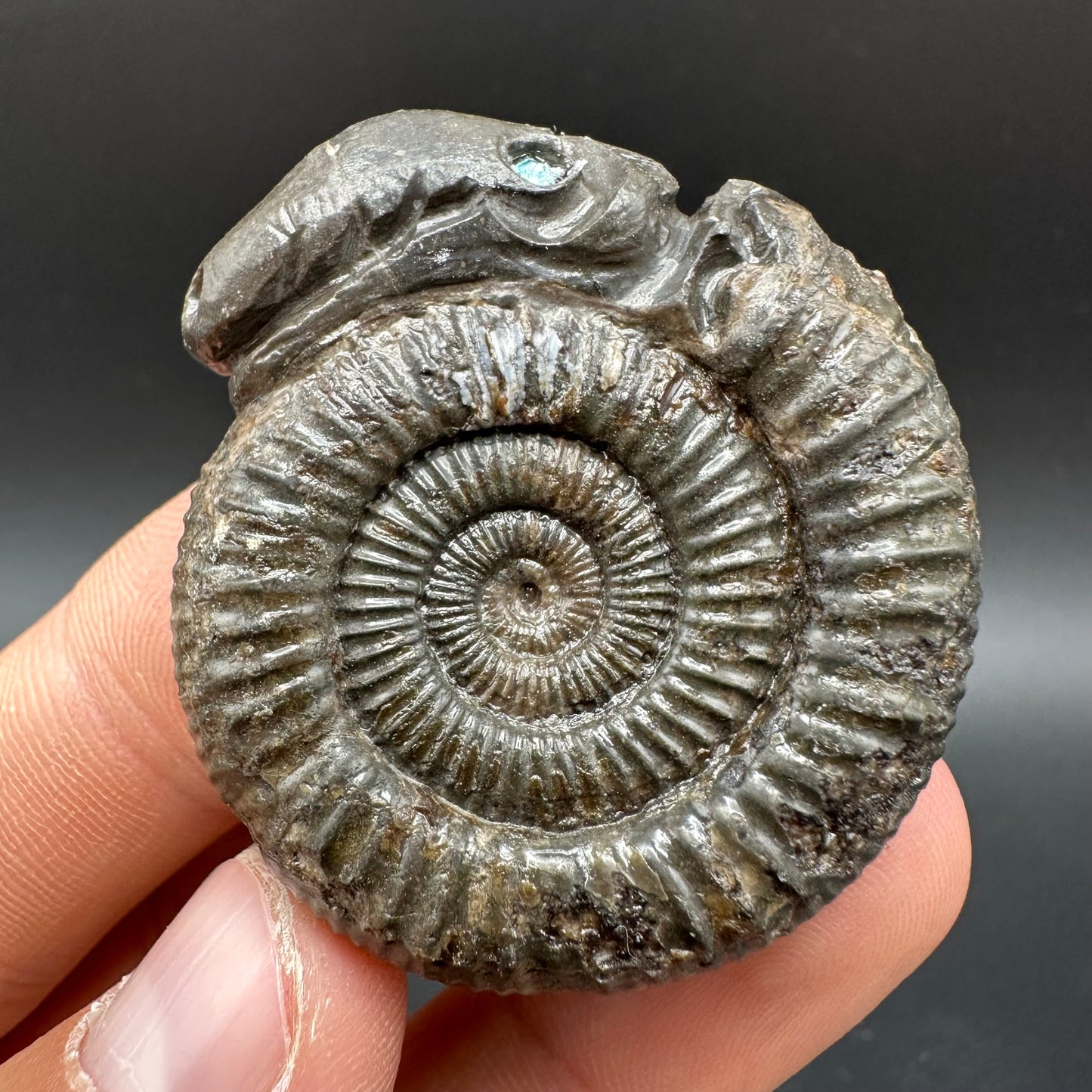 Snakestone Ammonite Fossil With Bag/Box And Stand - Whitby, North Yorkshire Jurassic Coast Yorkshire Fossils
